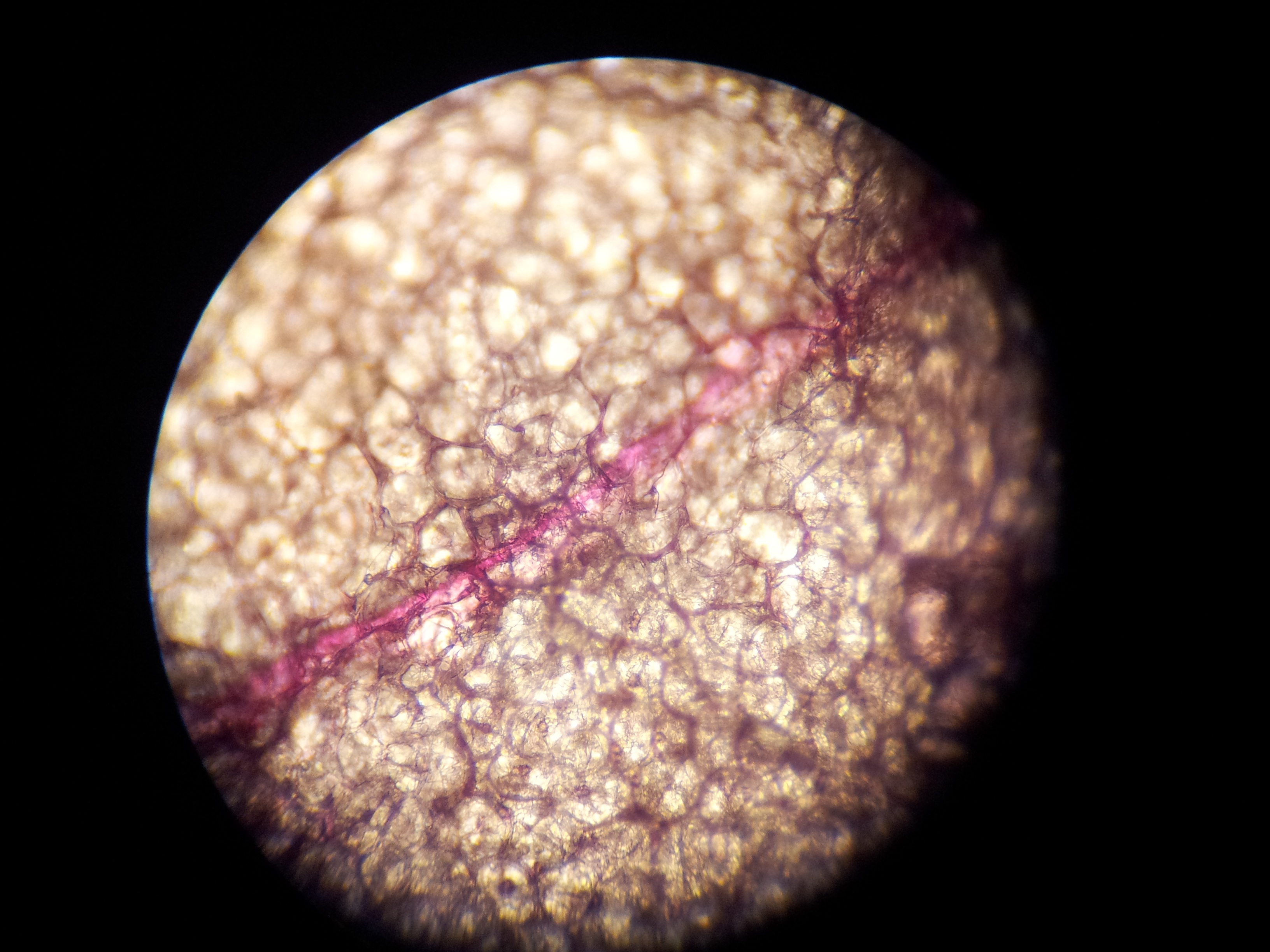 research, astronomy, 2K, orchid, extreme close-up, circle, black background, biology, science, indoors, laboratory equipment, plant cell structure, optical instrument, HD Wallpaper