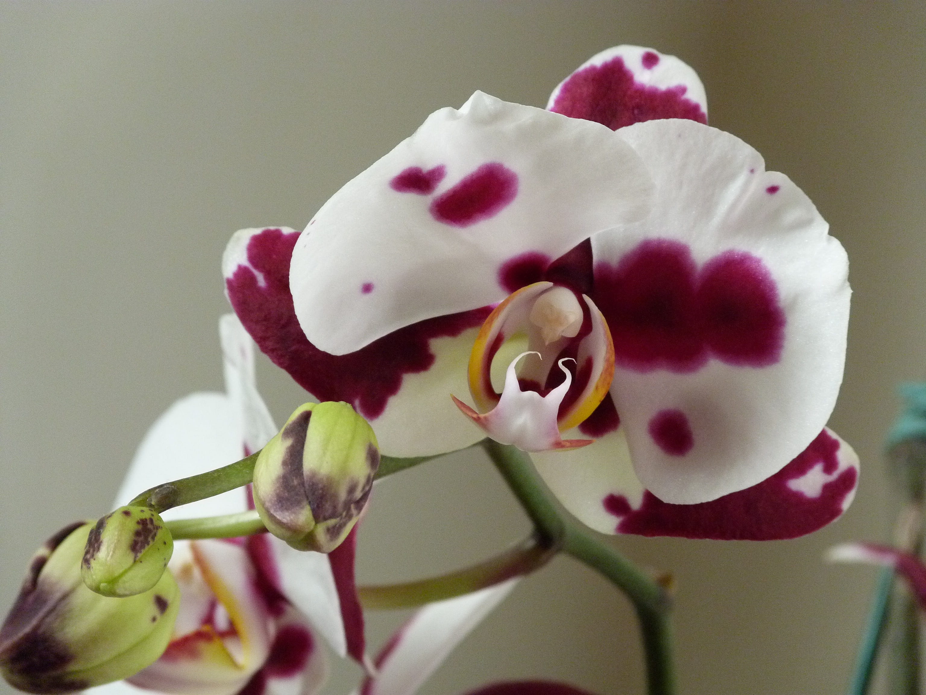 food and drink, flower head, studio shot, close-up, plant, orchid, focus on foreground, stained, pink color, Phalaenopsis, flower, freshness, Orchidaceae, HD Wallpaper