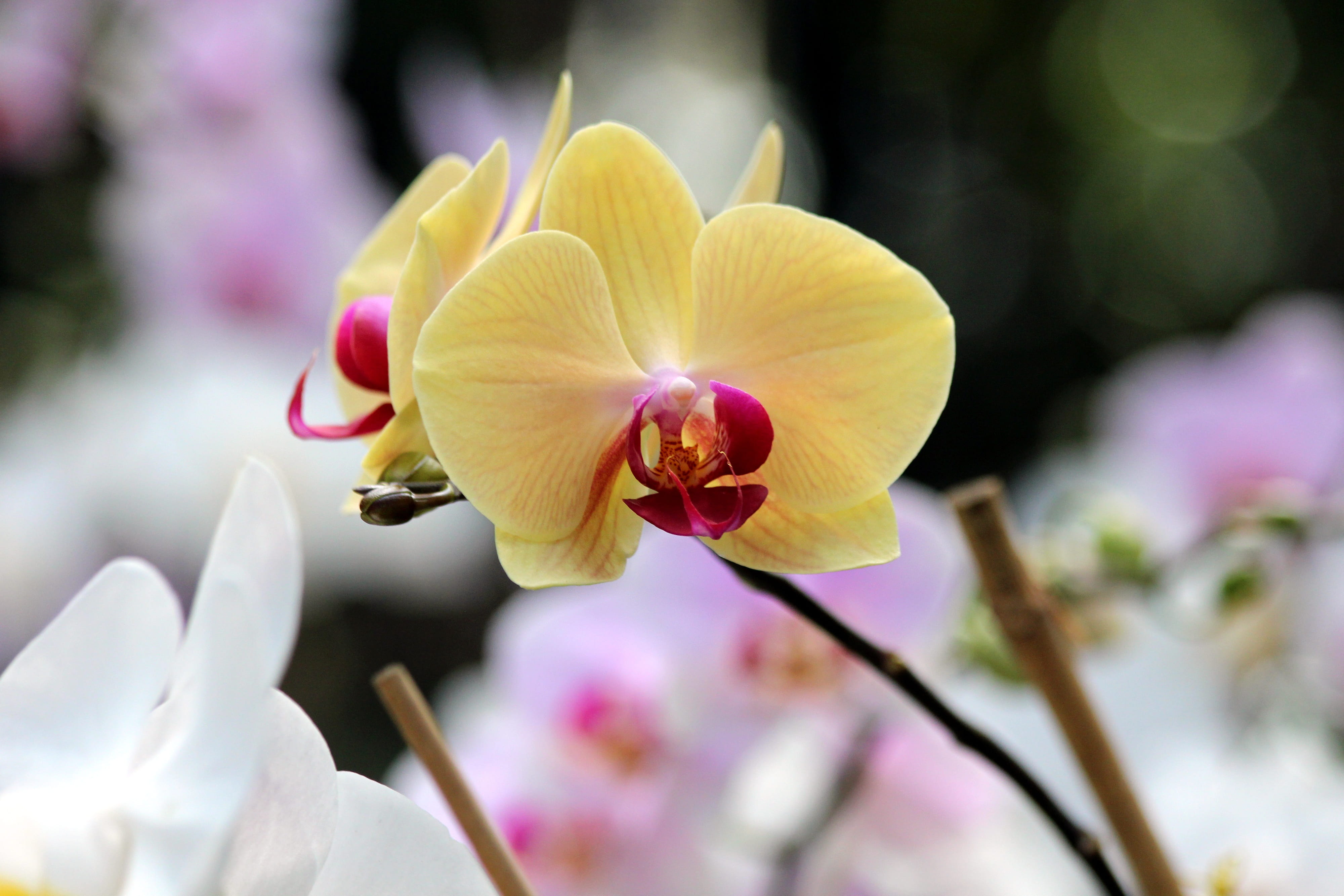 growth, yellow, flower orchid, springtime, flower, flora, pollen, beauty in nature, petal, plant, phalaenopsis, nature, day, focus on foreground, exotic, HD Wallpaper