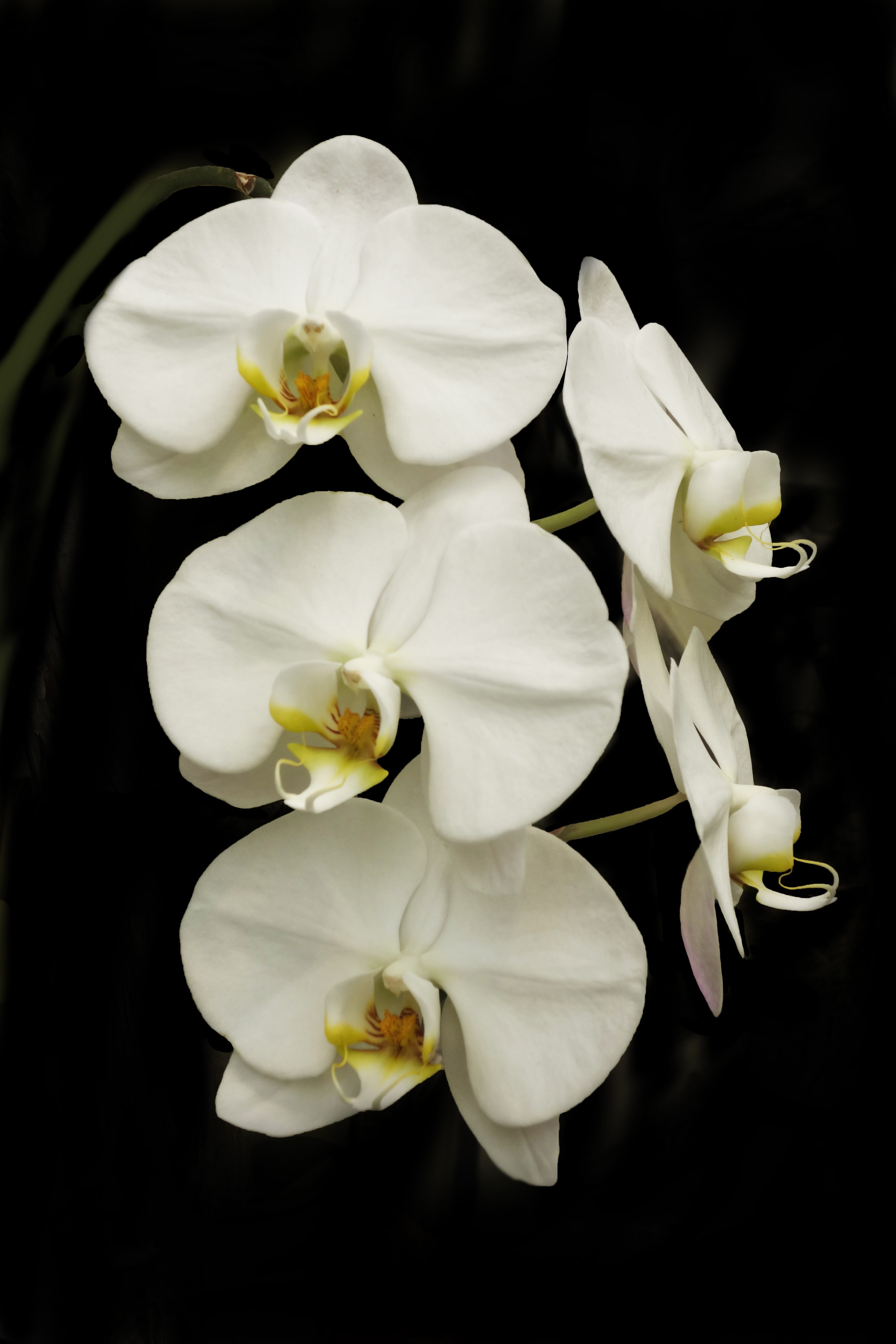 phalaenopsis, nature, studio shot, orchid, petal, vulnerability, flower, fragility, elegant, flowering plant, freshness, focus on foreground, close-up, Phone HD Wallpaper