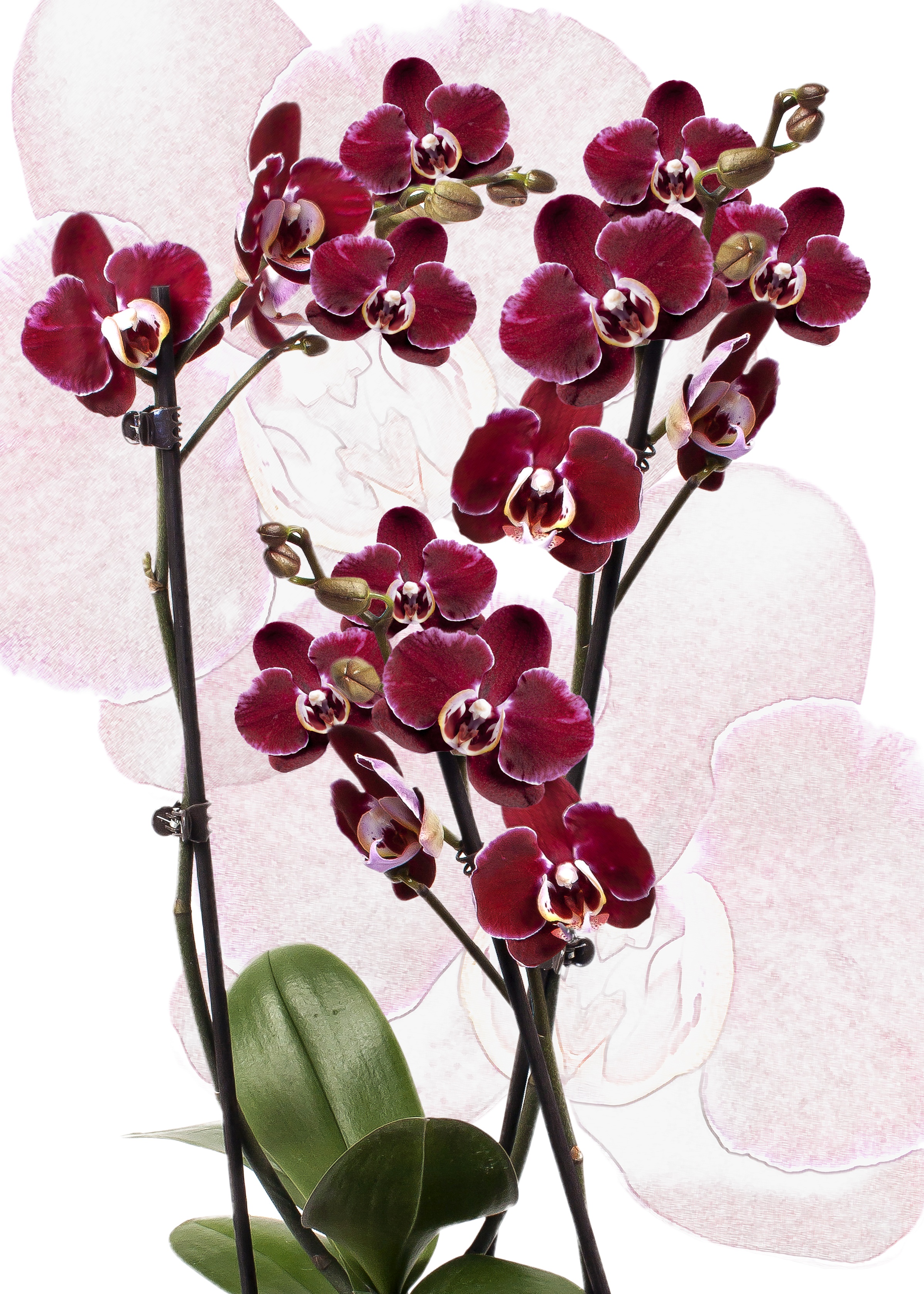bloom, leaf, inflorescence, fragility, plant, growth, beauty in nature, petal, close-up, flora, orchid, nature, close, plant part, vibrant color, pink color, Phone HD Wallpaper