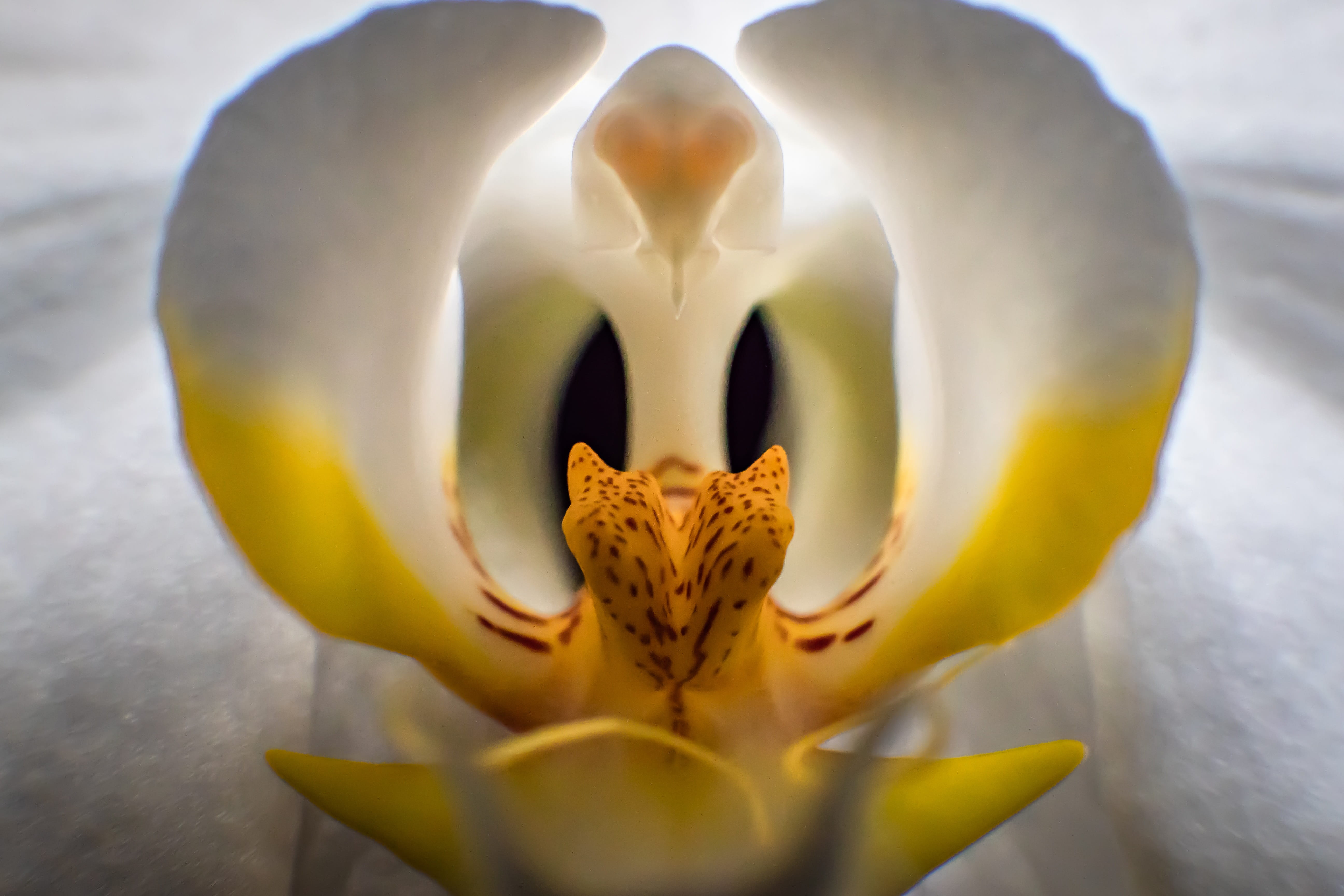 close-up, animal, beauty in nature, orchid, animal themes, plant, flower, animal head, animal wildlife, flower head, day, mouth open, flowering plant, animals in the wild, HD Wallpaper
