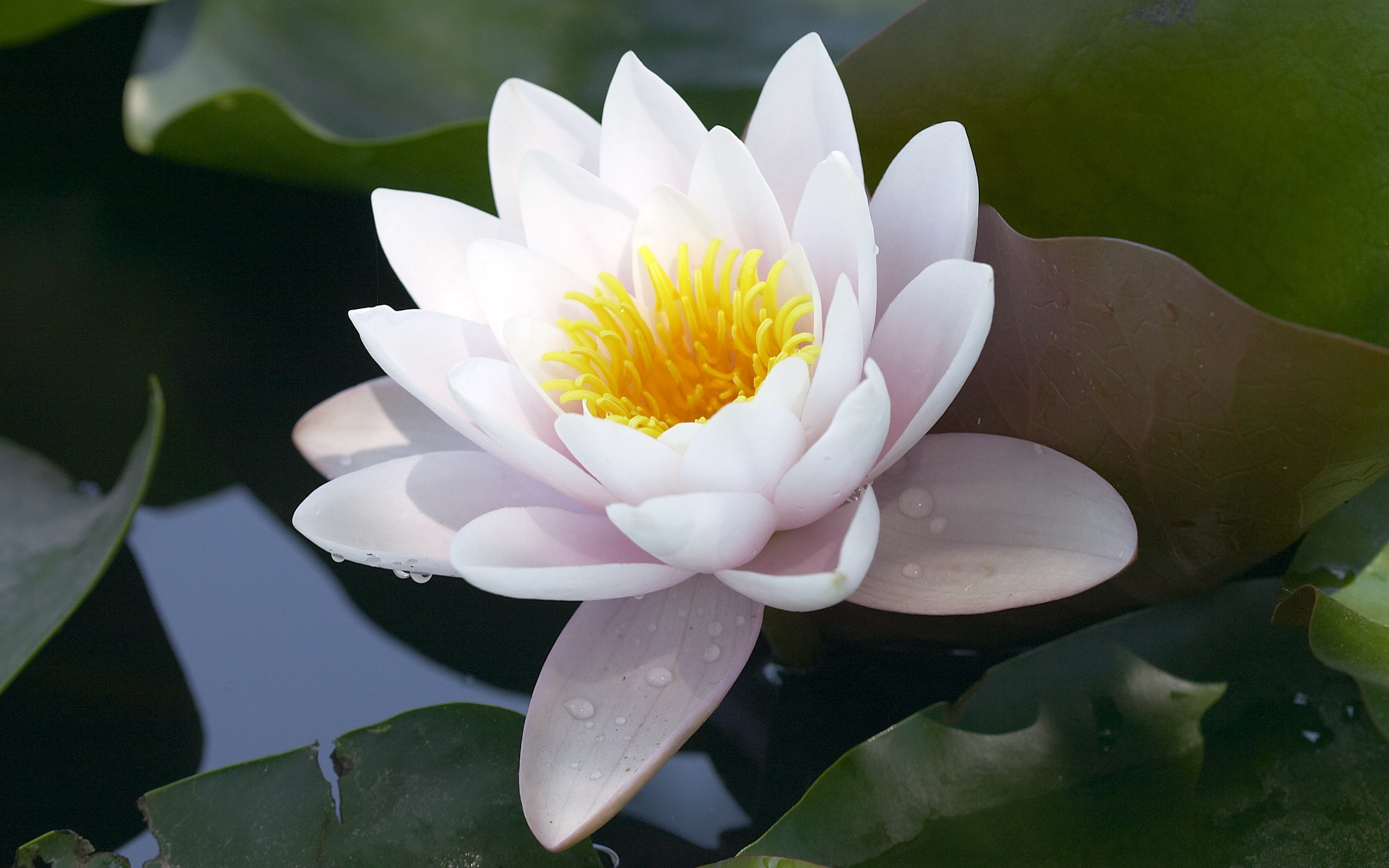 2K, White, Lotus, HD Wallpaper