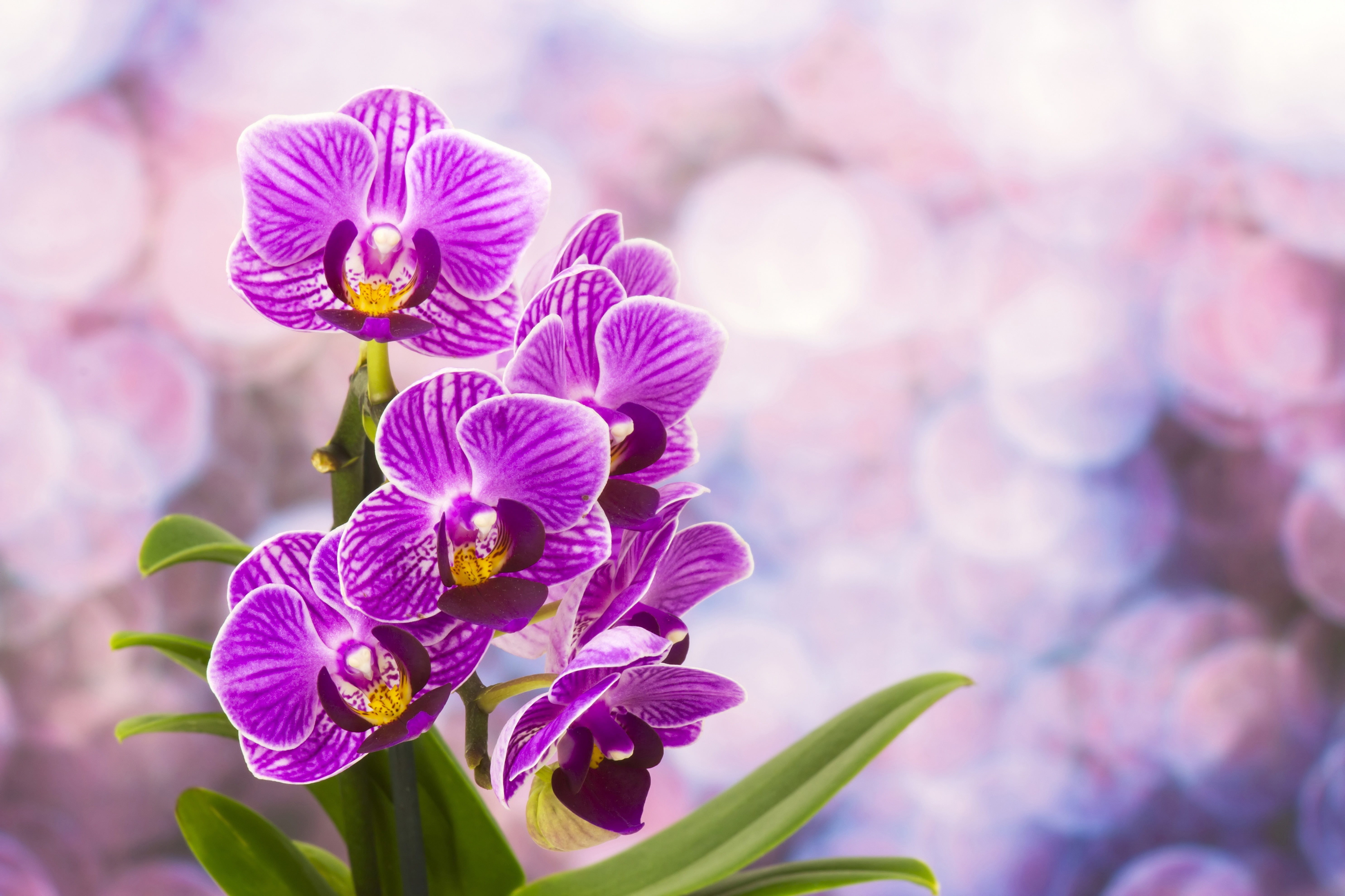 springtime, bouquet, season, stem, moth Orchid, 5K, flowering, beauty In Nature, selective focus, orchid, flowering plant, summer, macro, botany, focus on foreground, HD Wallpaper
