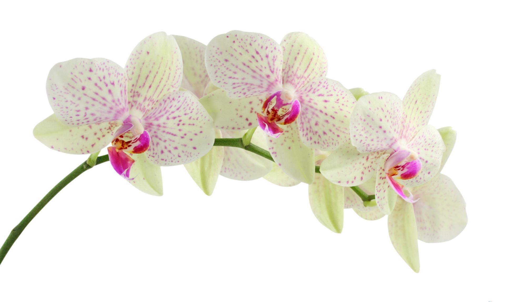 plant, summer, inflorescence, macro, white background, backgrounds, tropical Climate, no people, blossom, flower Head, botany, moth Orchid, freshness, flower, HD Wallpaper