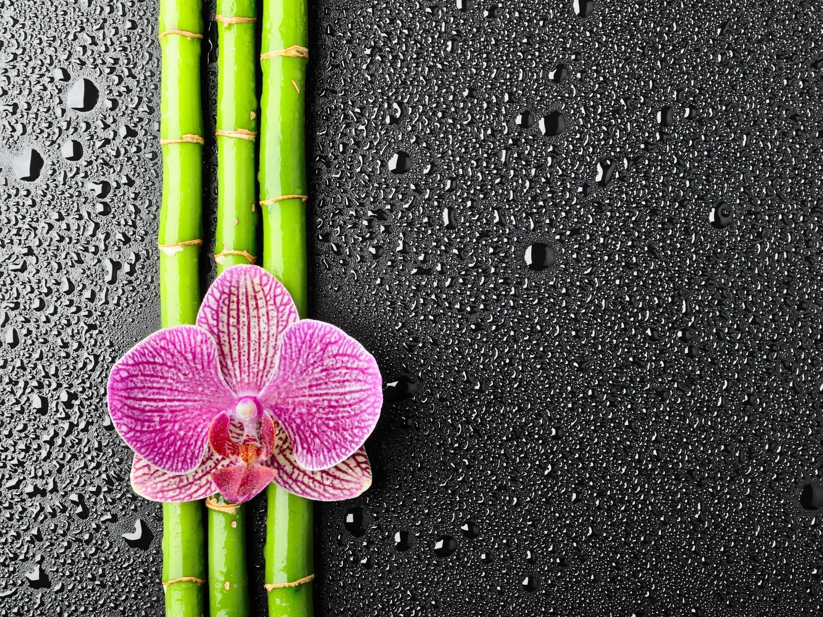 food, dew, drop, leaf, water, beauty in nature, bamboo, green Color, 720P, orchid, wet, moth, close-up, pink, vegetable, directly above, outdoors, petal, HD Wallpaper