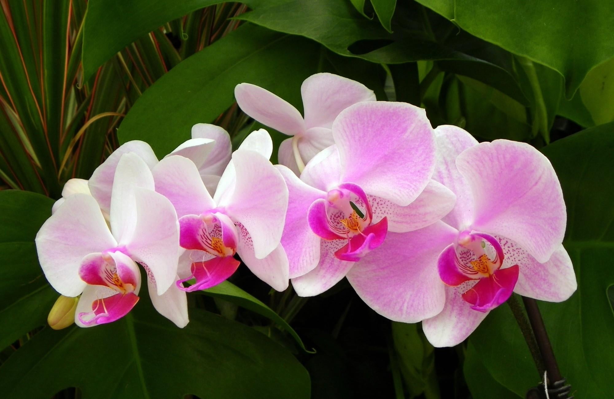 flowers, close-up, several, day, inflorescence, plant, summer, white, frangipani, flower, flower Head, nature, tropical Flower, pollen, flowering plant, HD Wallpaper