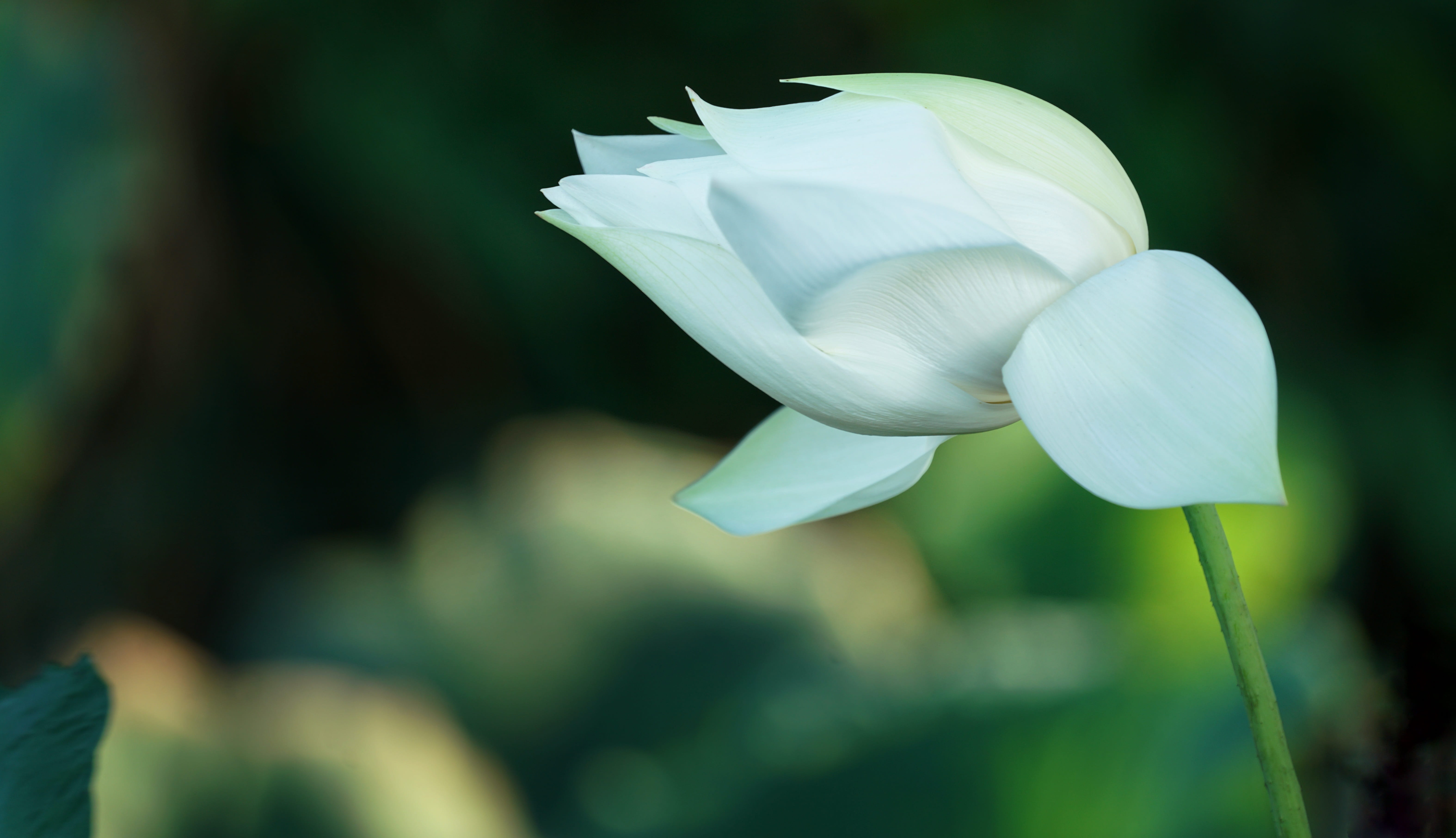 focus on foreground, 5K, white color, soft focus, flowering plant, plant, outdoors, springtime, blooming, growth, petaled, flower head, selective focus, HD Wallpaper