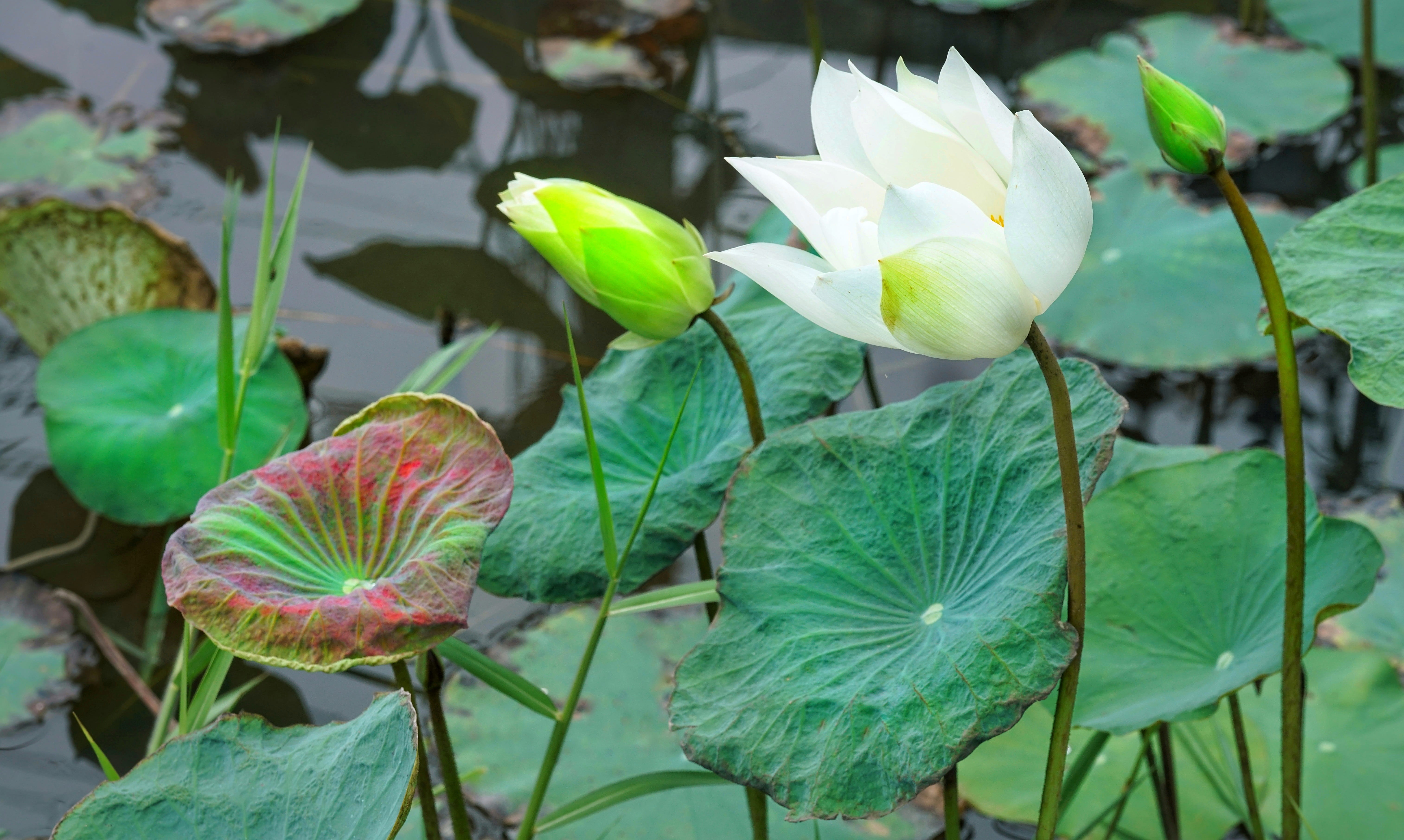 indian, lotus, inflorescence, aquatic, plant part, day, 5K, flower head, leaf, water lily, freshness, flower, green color, flowering plant, outdoors, vulnerability, HD Wallpaper
