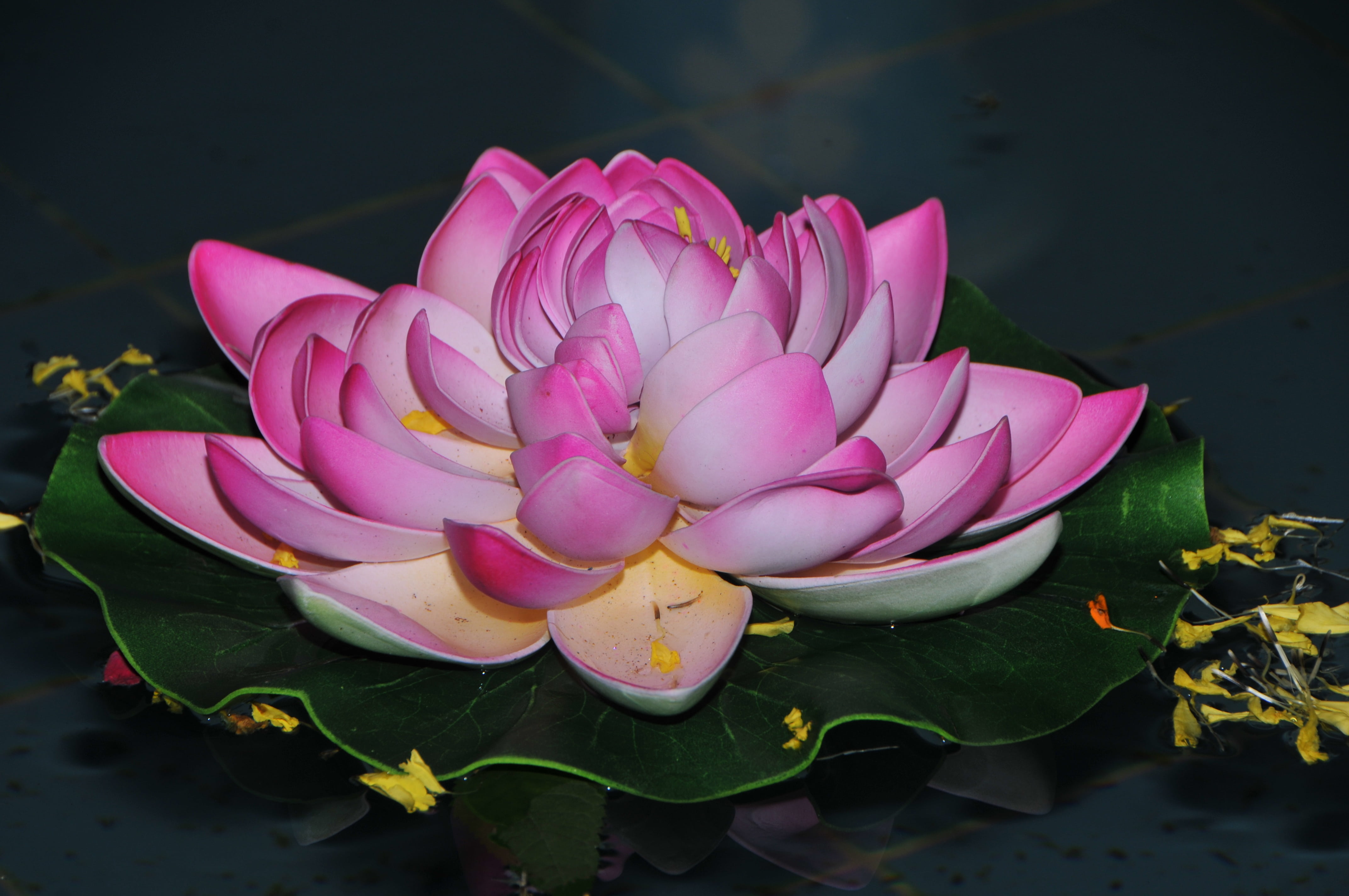 beauty in nature, growth, flowering plant, indian, pink, vulnerability, flower head, white, floating on water, freshness, close-up, body, petal, outdoors, HD Wallpaper