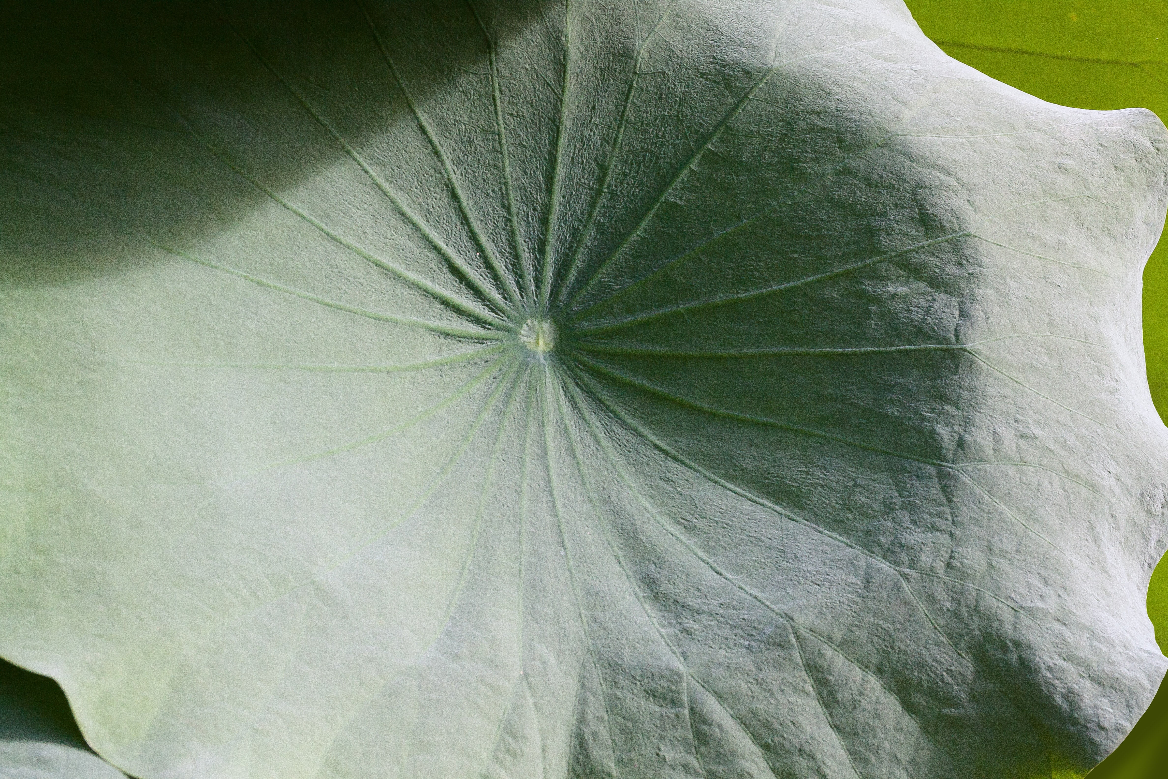 outdoors, leaf, macro, freshness, flower, backgrounds, botany, no people, day, lotus plants, leaf vein, lotus, extreme close-up, beauty in nature, hinduism, HD Wallpaper