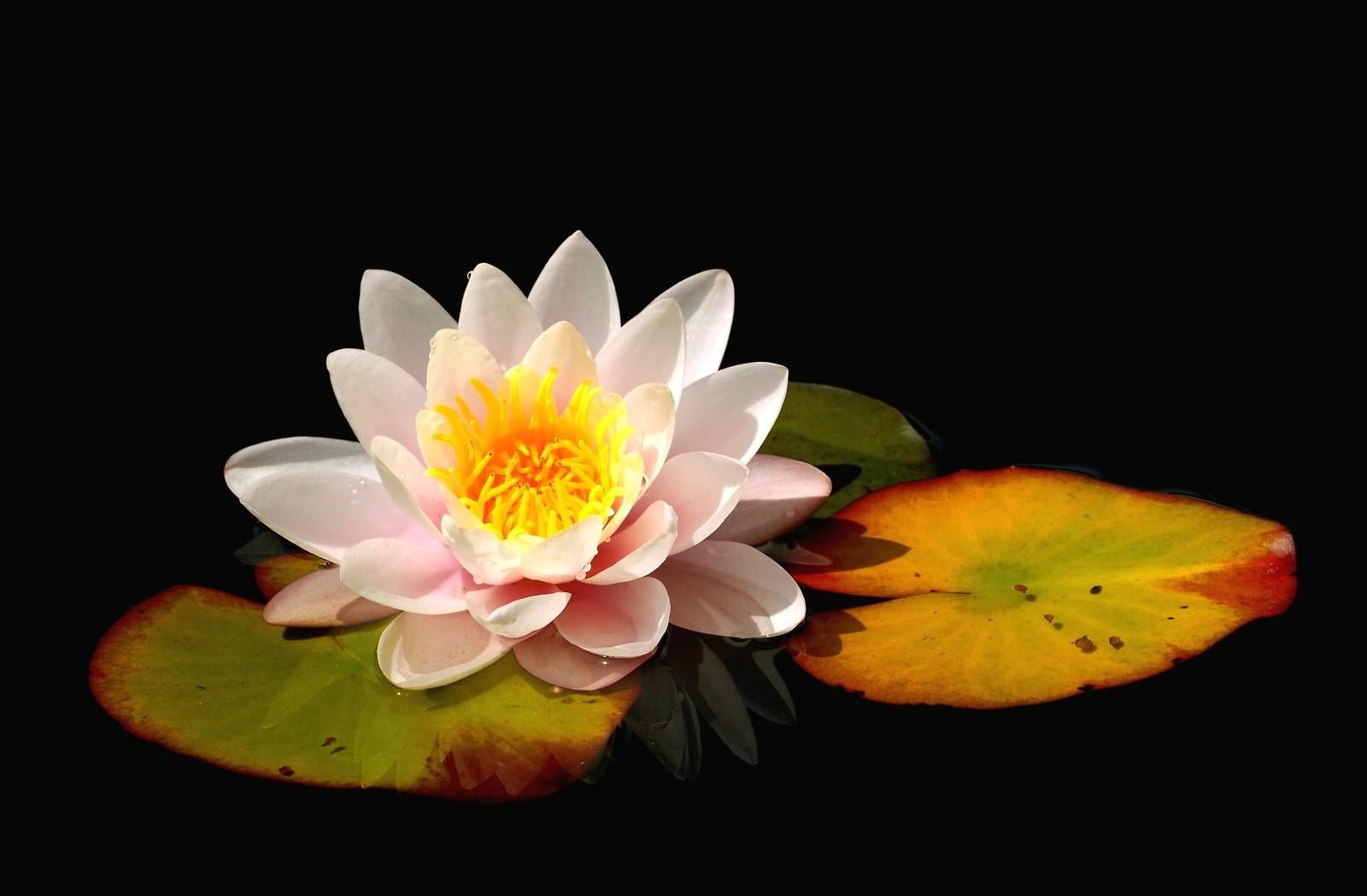 studio shot, pink, nymphaea, odorata, leaf, plant, petal, leaves, reflection, vulnerability, indoors, black background, inflorescence, water, 720P, flowering plant, HD Wallpaper