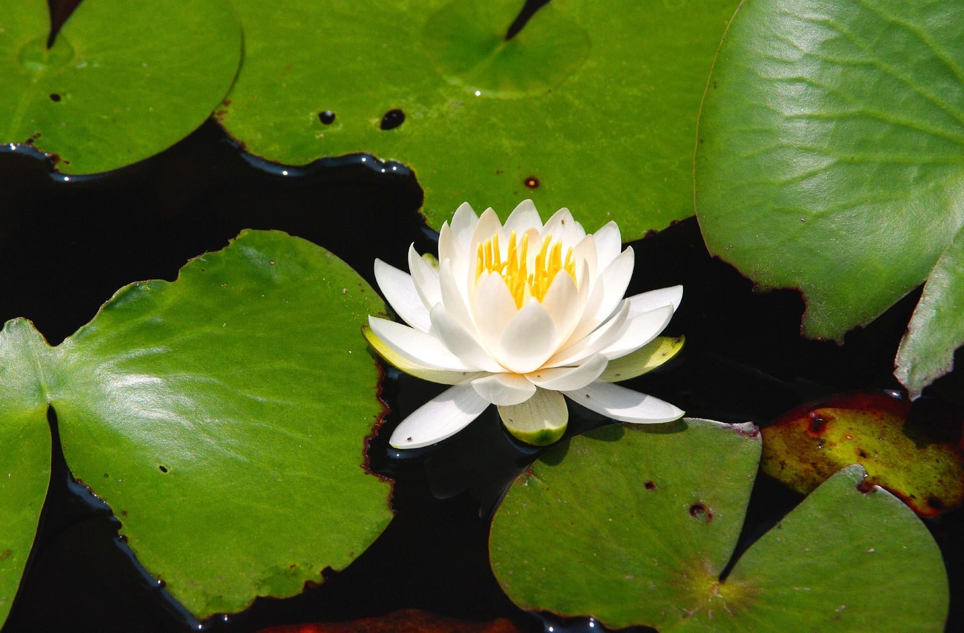 water lily, fragility, lotus water lily, flowering plant, vulnerability, white, leaves, lake, inflorescence, close-up, odorata, plant, beauty in nature, HD Wallpaper