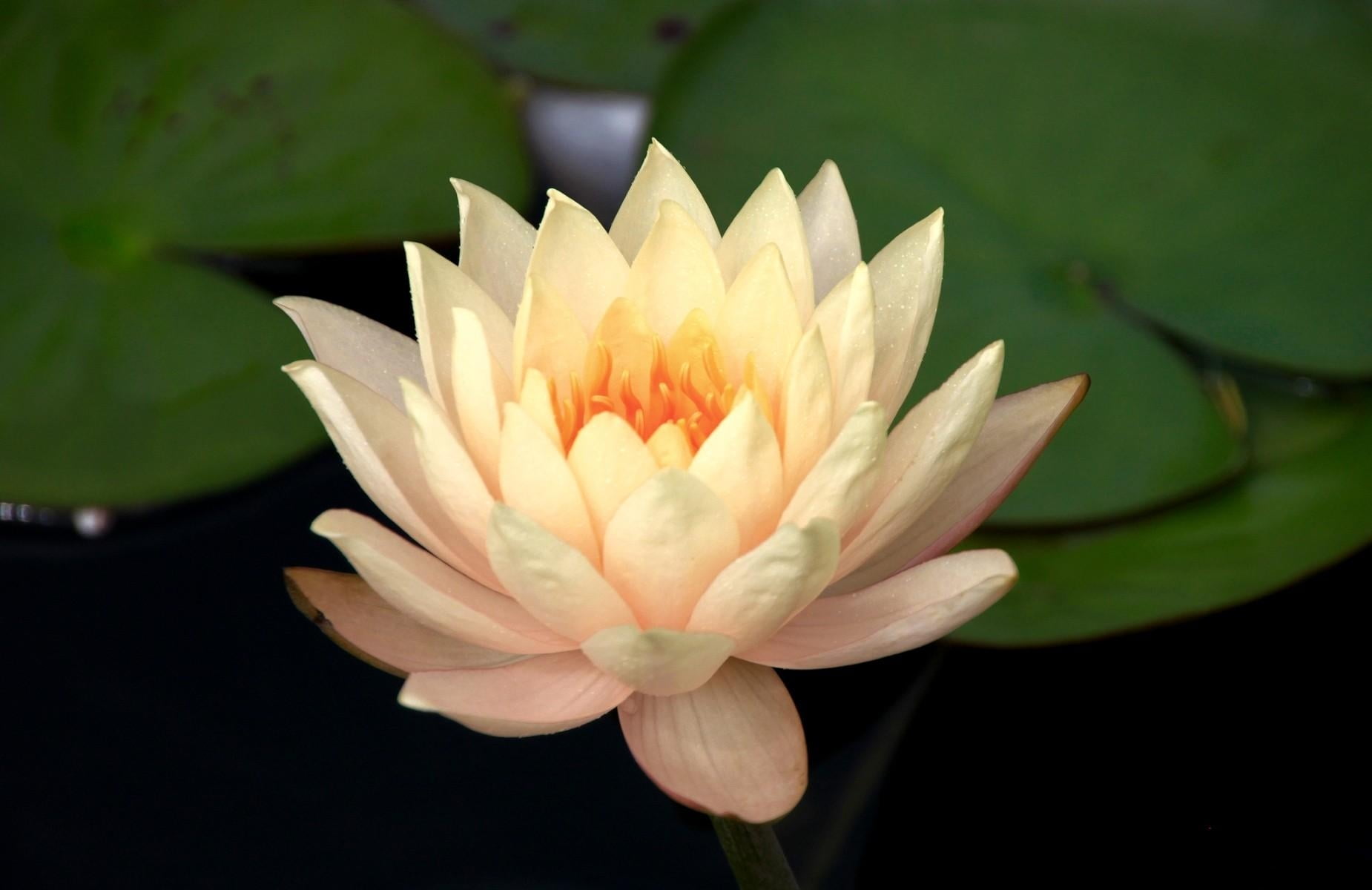 inflorescence, waterlily, water lily, beauty in nature, plant part, odorata, flowering plant, vulnerability, fragility, freshness, flower, pollen, petal, HD Wallpaper