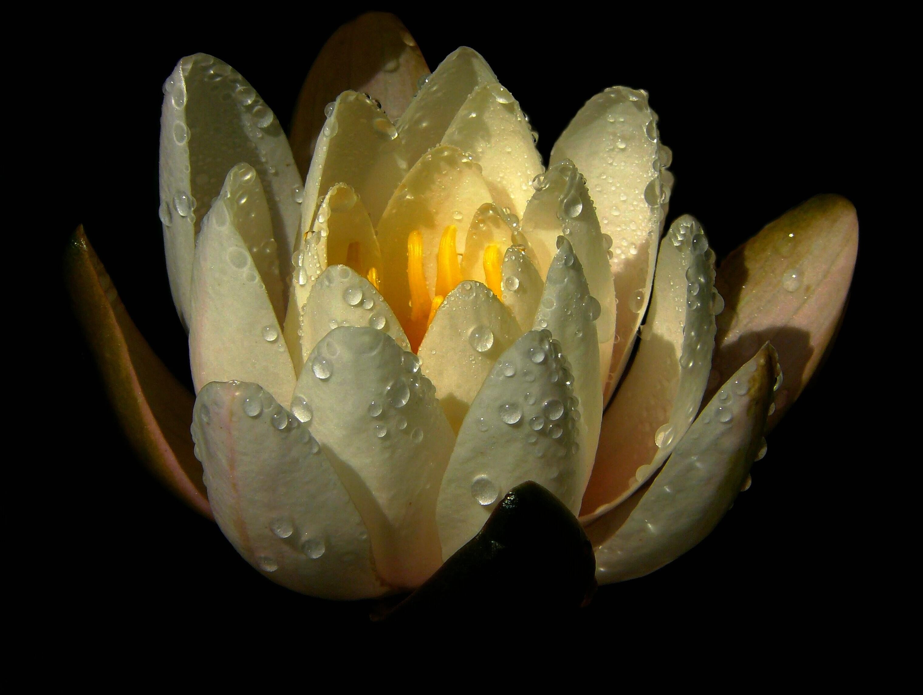 odorata, black background, inflorescence, drops, growth, beauty in nature, drop, nature, purity, petal, flower, nymphaea, plant, dew, raindrop, water lily, HD Wallpaper