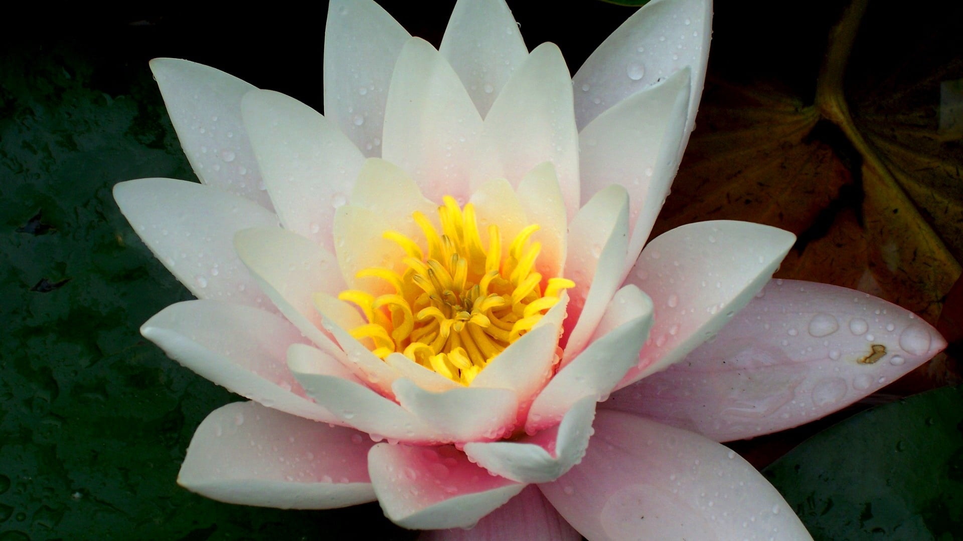 water, lotus water lily, drops, white, wet, nature, flower, raindrop, no people, drop, water lily, odorata, inflorescence, lily, petal, close-up, leaves, HD Wallpaper