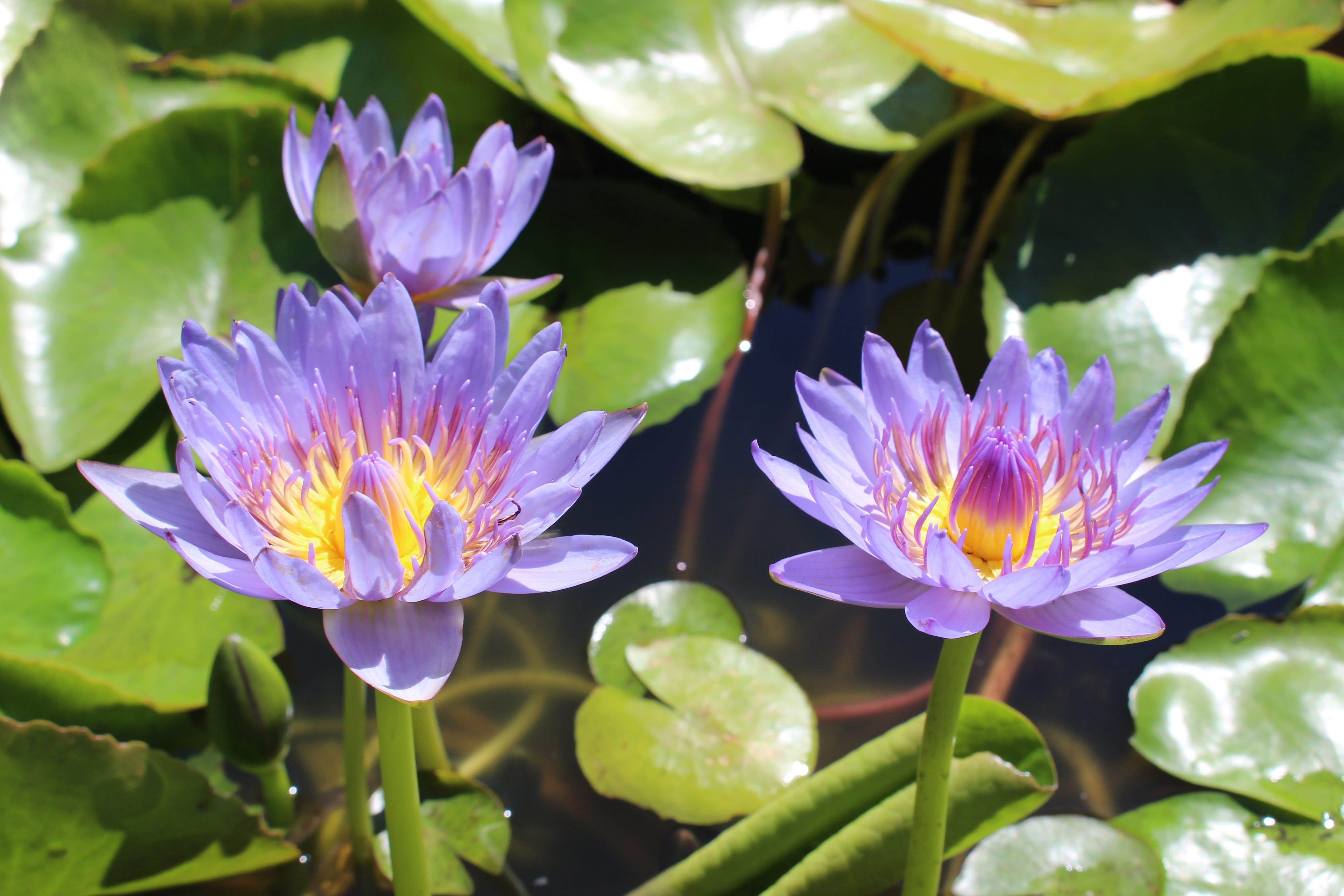 flowers, pond, plant part, flowering plant, close-up, botany, springtime, flower head, inflorescence, beauty in nature, fragility, outdoors, plant, purple, HD Wallpaper