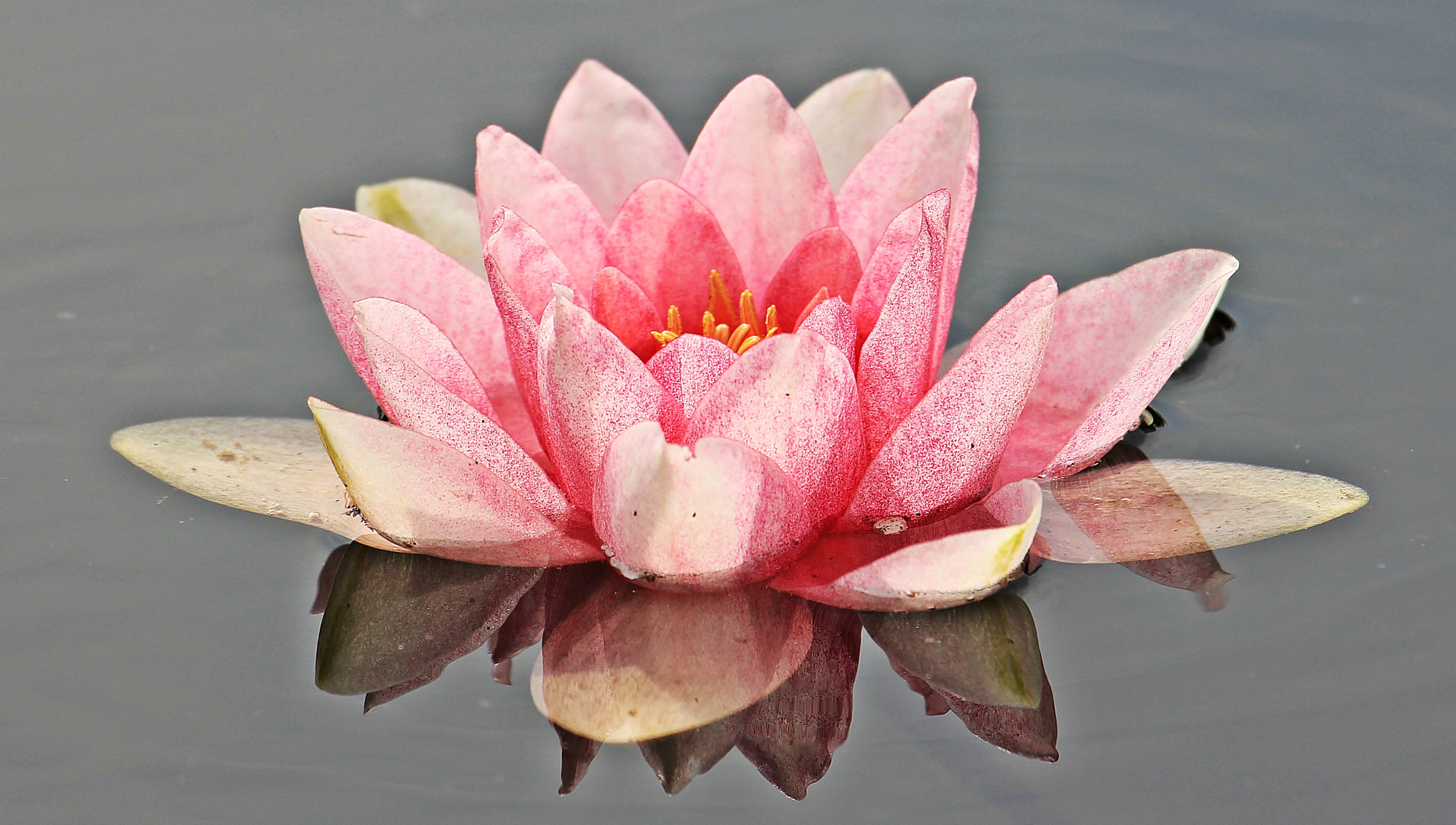 floating on water, water, close-up, bloom, outdoors, no people, flower head, lake, pink, flower, petal, water lily, flowering plant, flora, HD Wallpaper