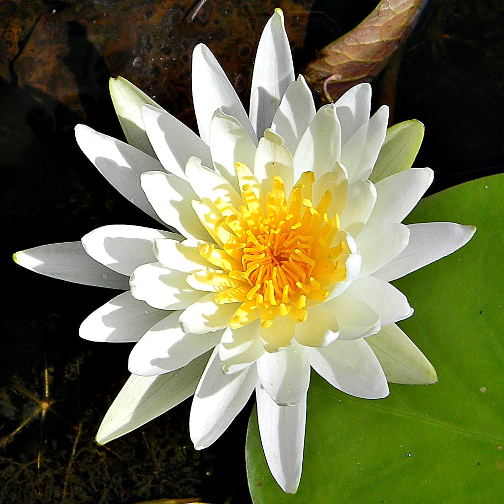 white, focus, lotus Water Lily, petaled, photography, leaf, plant, White Waterlily, flower Head, Nymphaea odorata, lake, Wildflowers, water Lily, Grassy, Phone HD Wallpaper