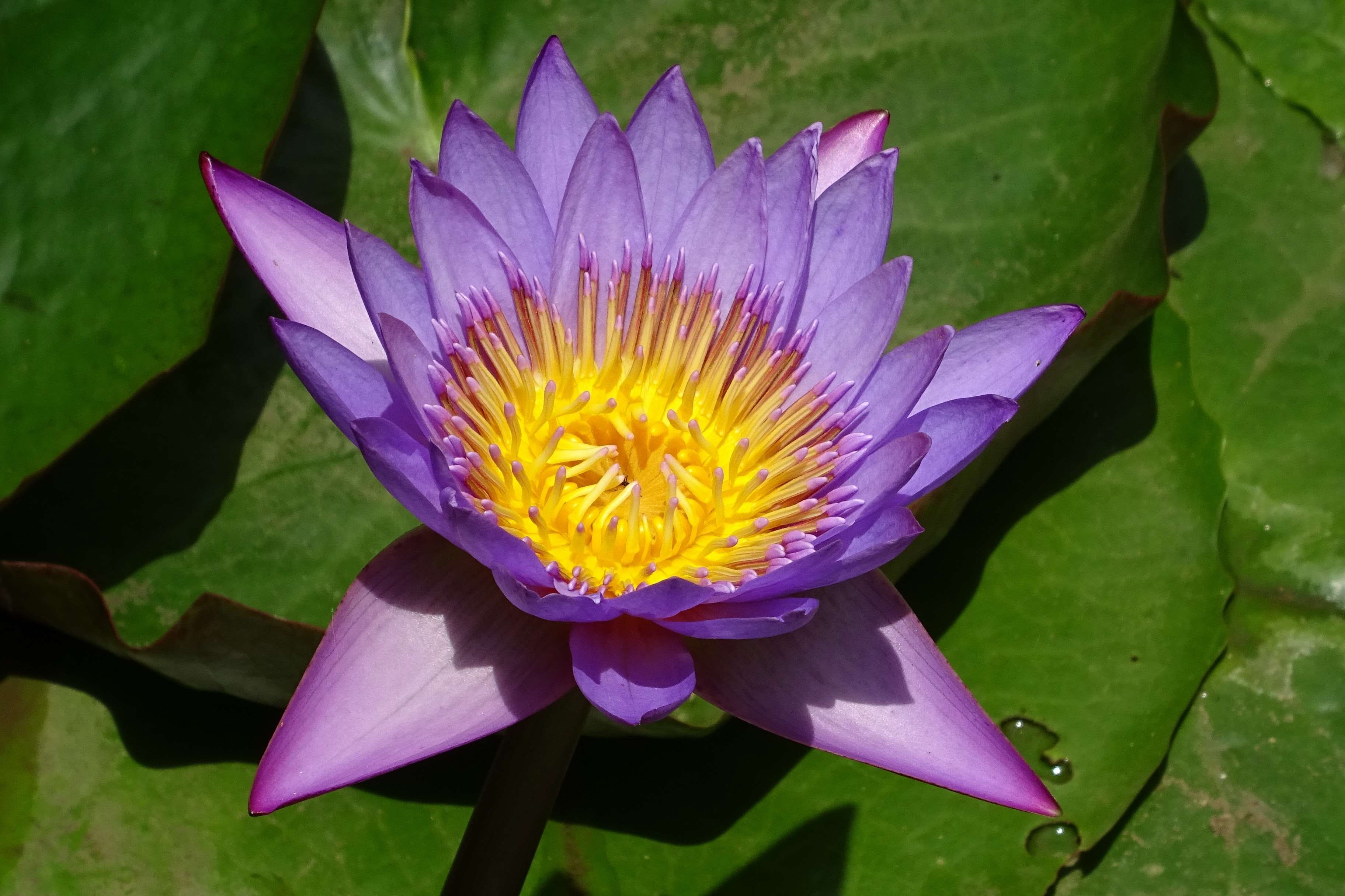 growth, blue water lily, nymphaea stellat, beauty in nature, plant part, flower, flora, floating on water, nymphaea edgeworthii, nymphaea nouchali, nature, HD Wallpaper