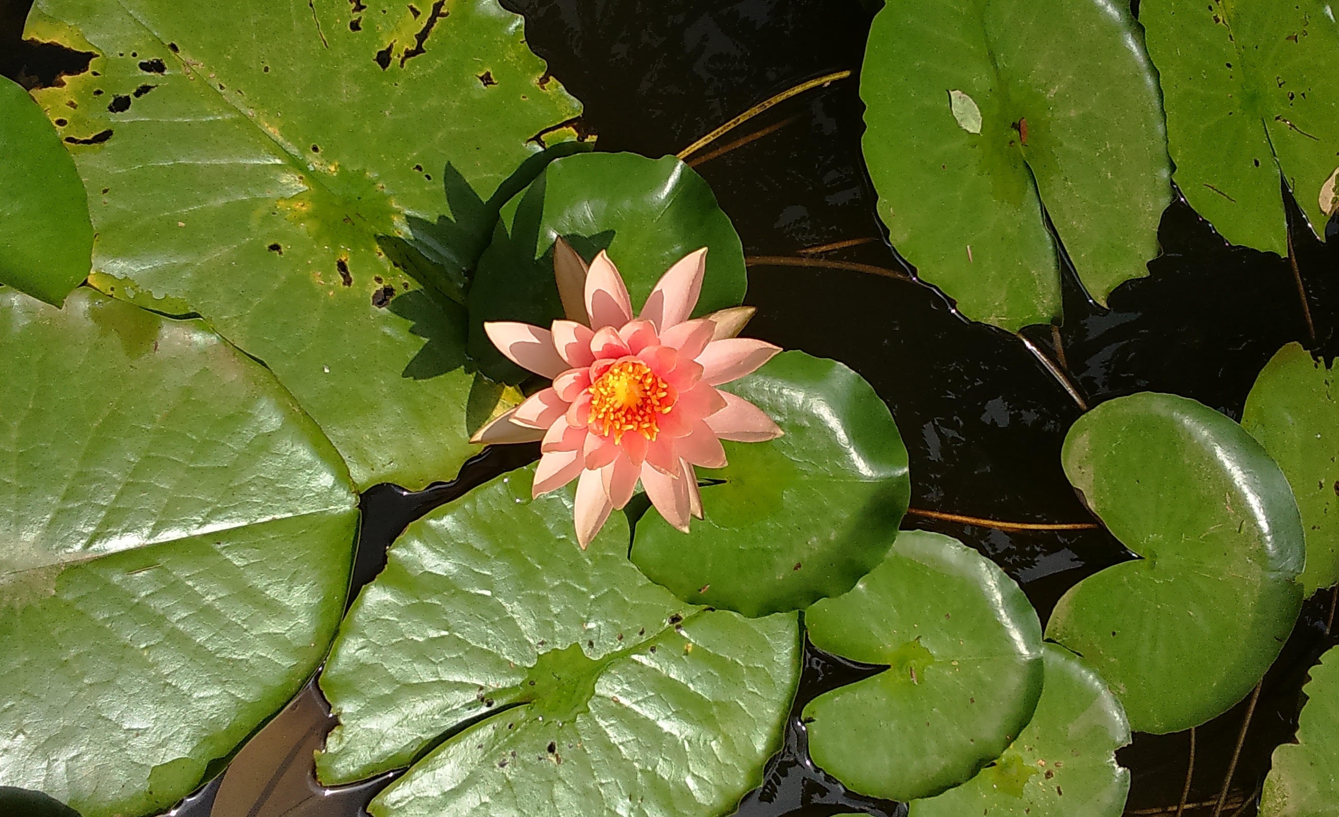 no people, green color, blossom, 2K, plant part, pond, petal, vulnerability, leaves, nature, tropical, water, lotus water lily, leaf, beauty in nature, HD Wallpaper