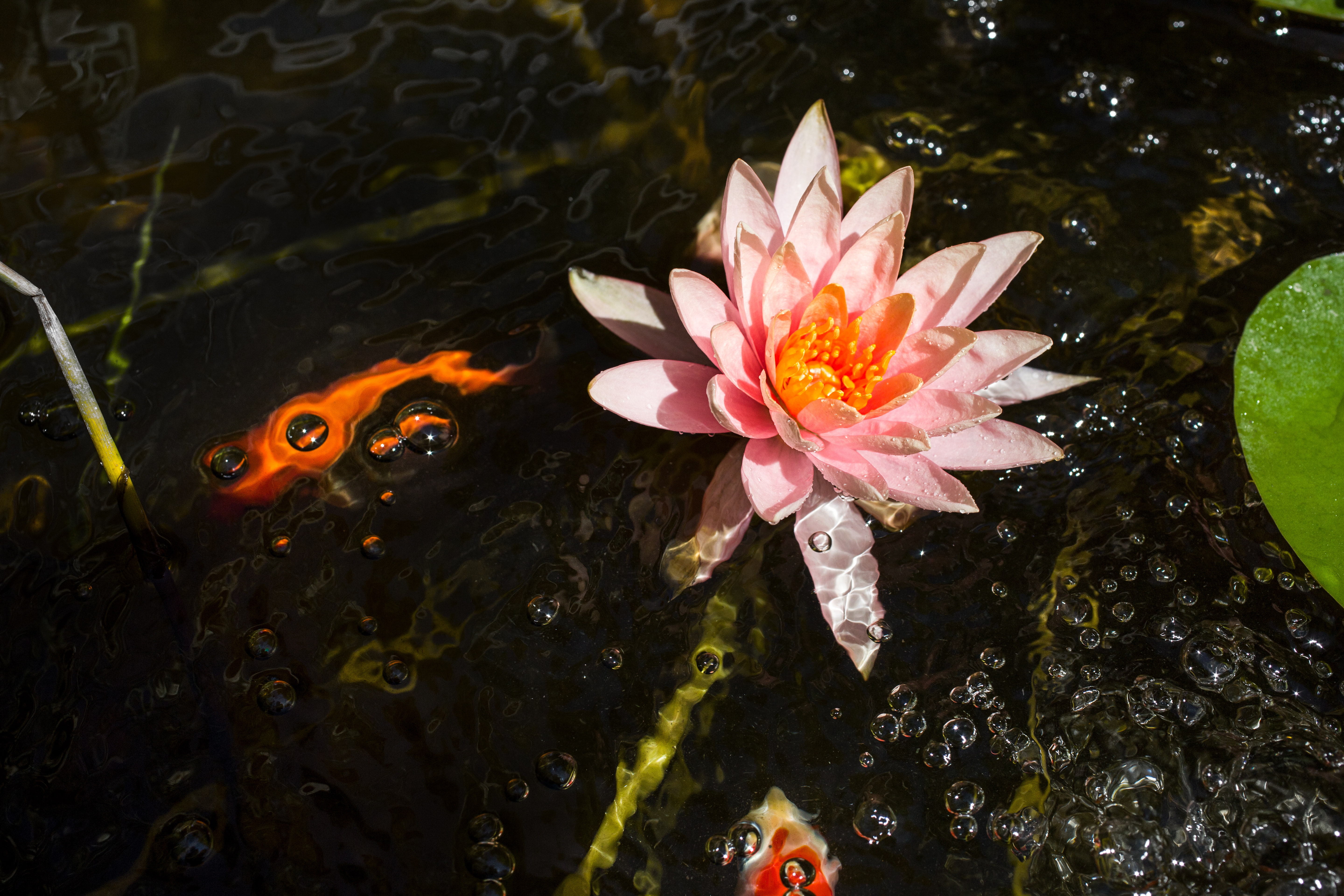 5K, flowering, water lily, water, nymphaea, HD Wallpaper