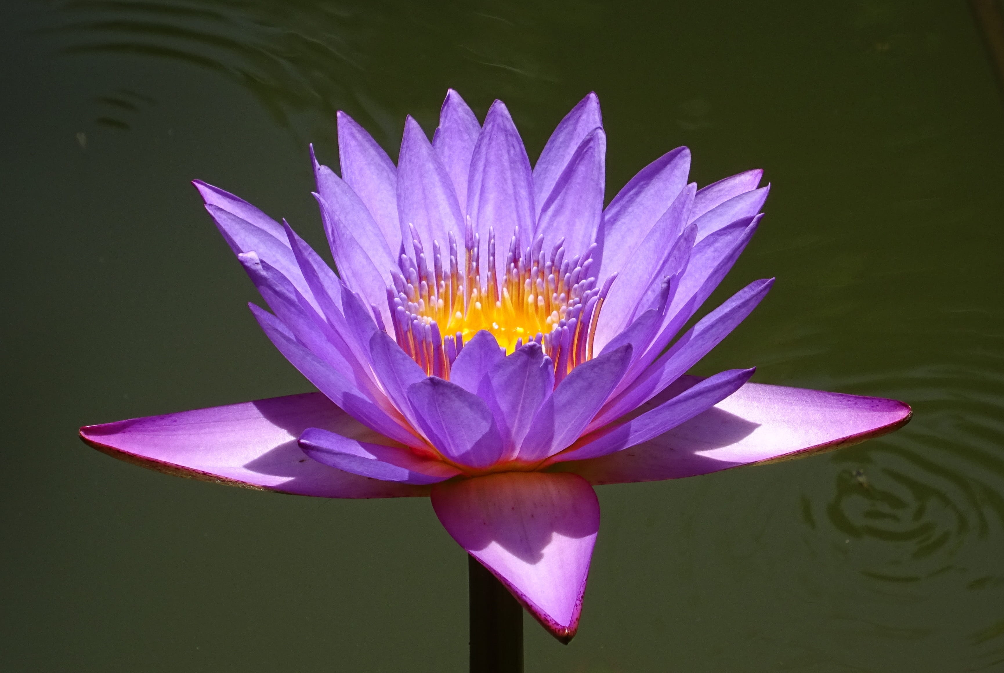 oriental, flowering plant, plant, flora, freshness, lily, nymphaea stellata, floating on water, purple, fragility, lotus water lily, growth, water, nymphaea edgeworthii, HD Wallpaper