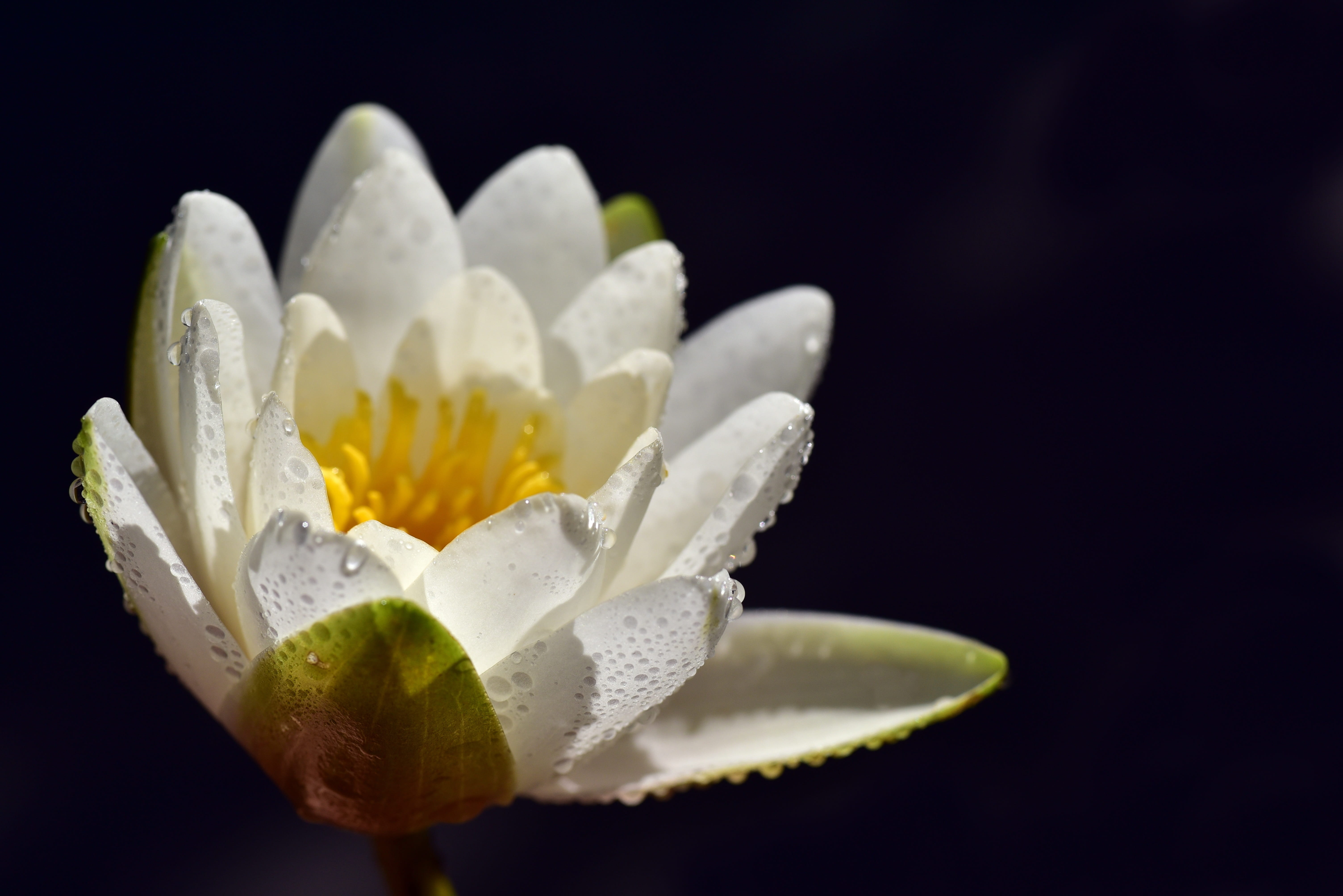 beauty in nature, drip, blossom, close-up, dew, pollen, flower, outdoors, drop, aquatic plant, drop of water, white, flowering plant, fragility, water flower, HD Wallpaper