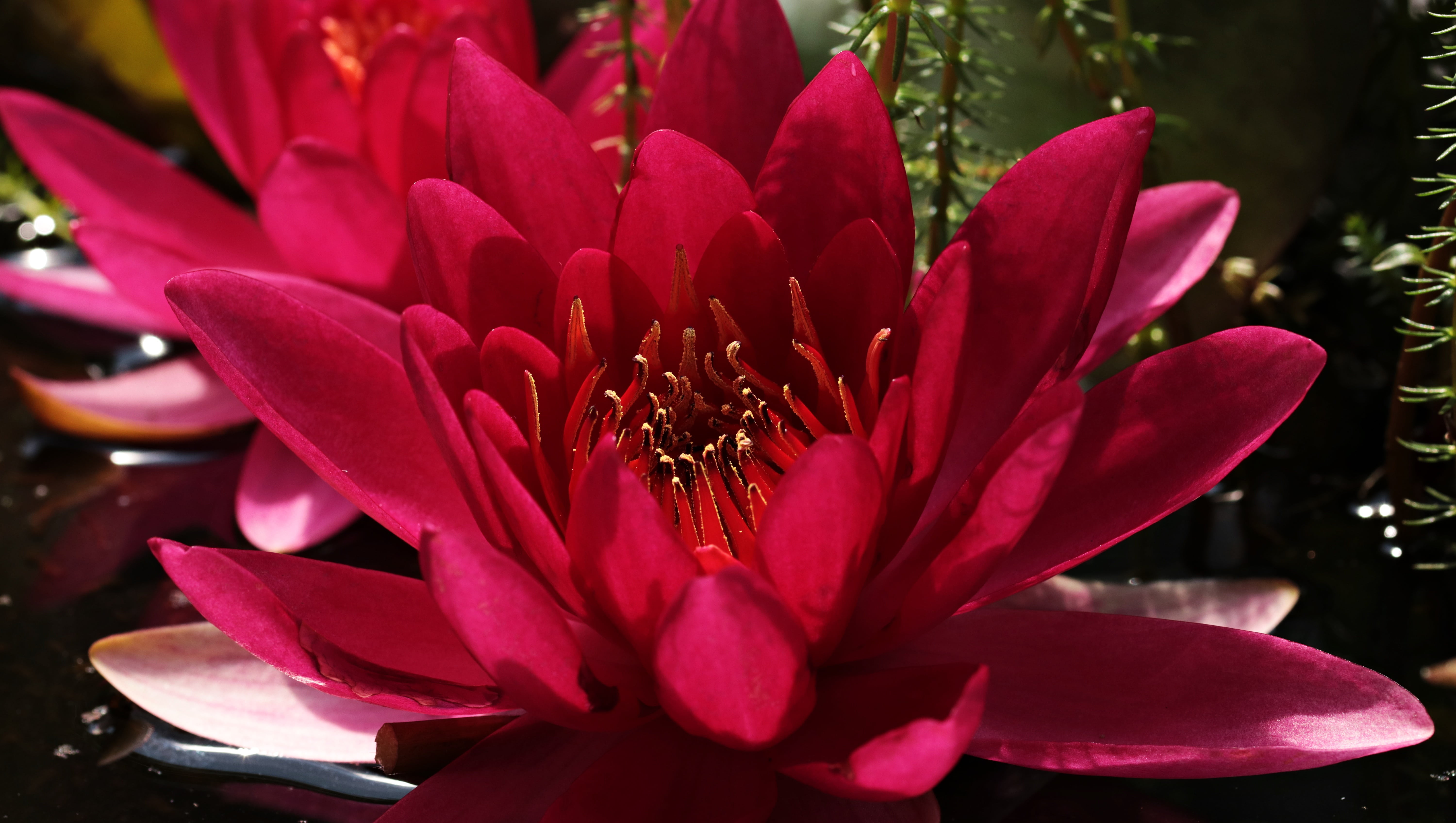 water, fragility, pond, map, freshness, springtime, close-up, 5K, stamen, red flower, flower, pollen, lake rosengewächs, red water lily, greeting card, HD Wallpaper