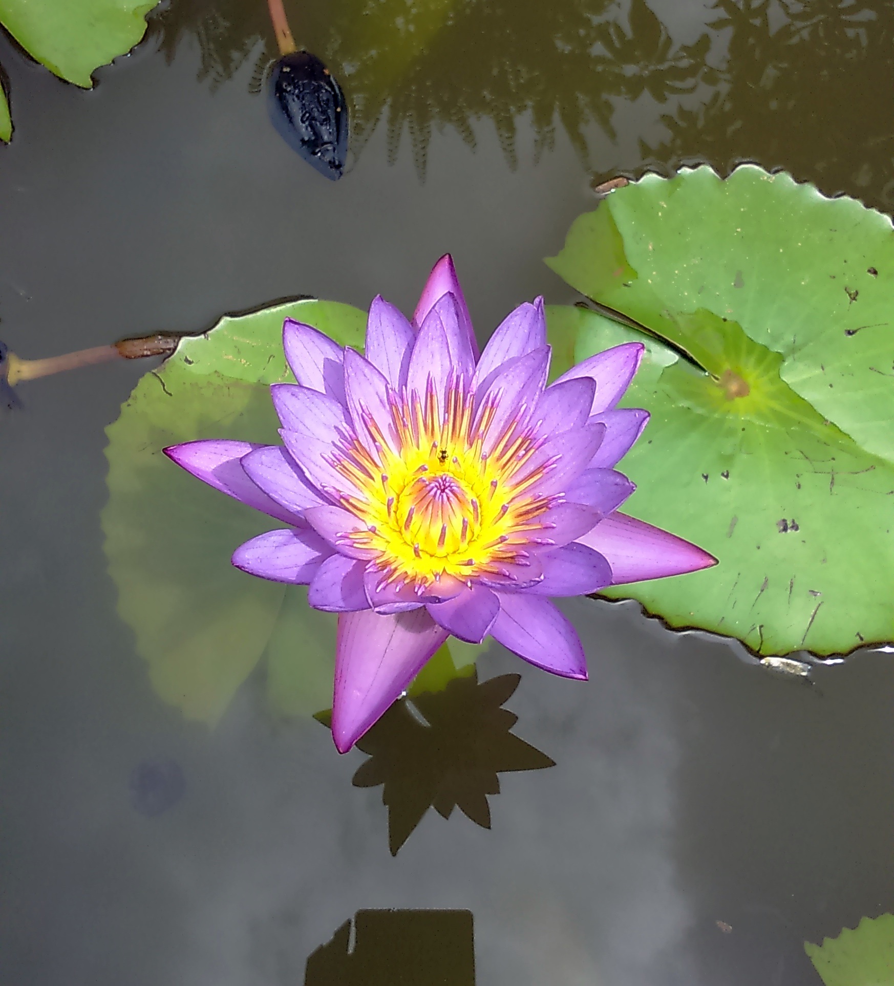 freshness, flowering plant, karnataka, neelkamal, purple, blossom, inflorescence, oriental, petal, plant, flora, bloom, nymphaea stellata, blue water lily, Phone HD Wallpaper