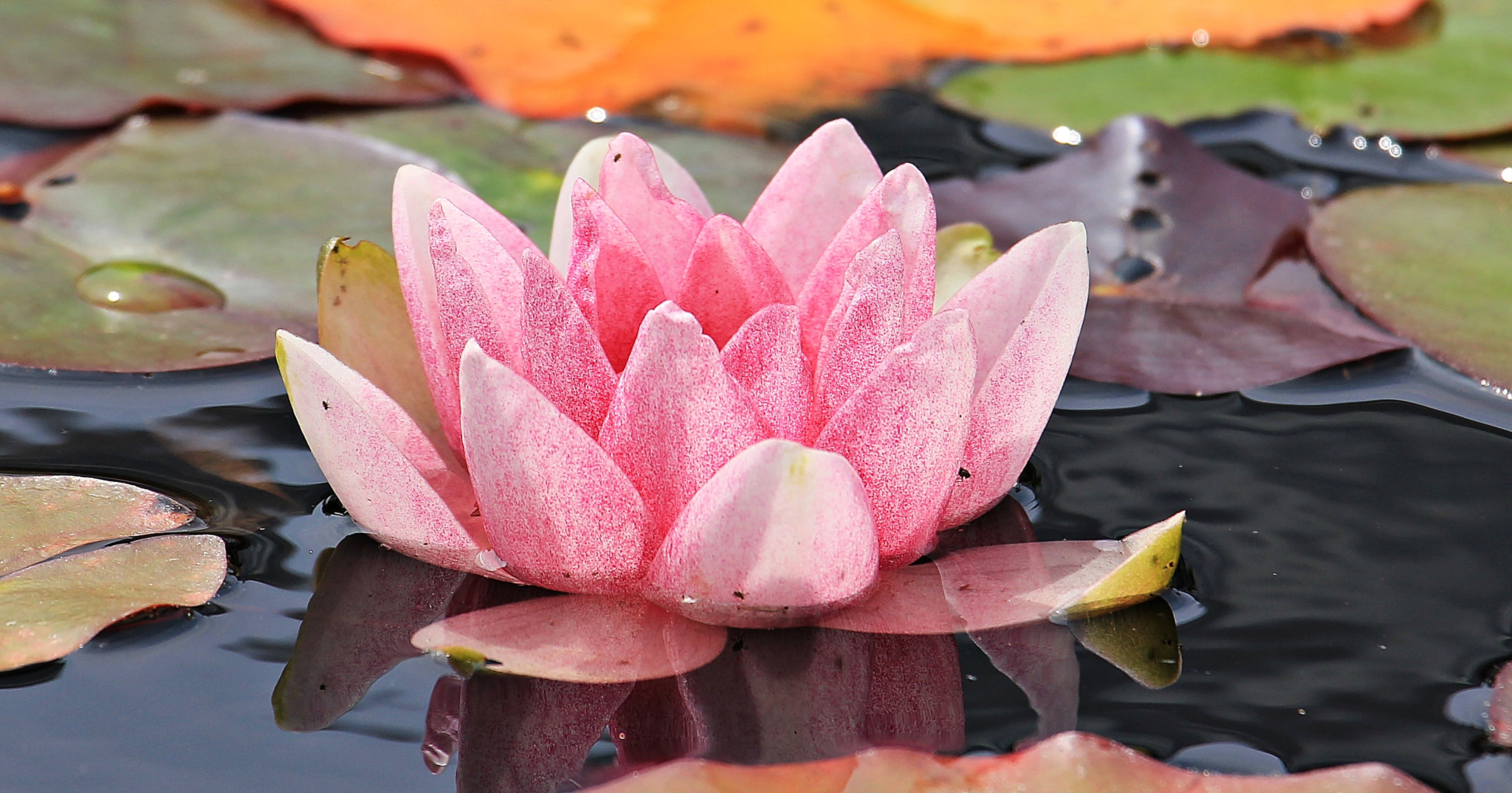 garden pond, pink, growth, 4K, nature, pond, background image, blossom, flower head, plant part, pink teichrose, flower, day, bloom, flora, nymphaea, no people, HD Wallpaper