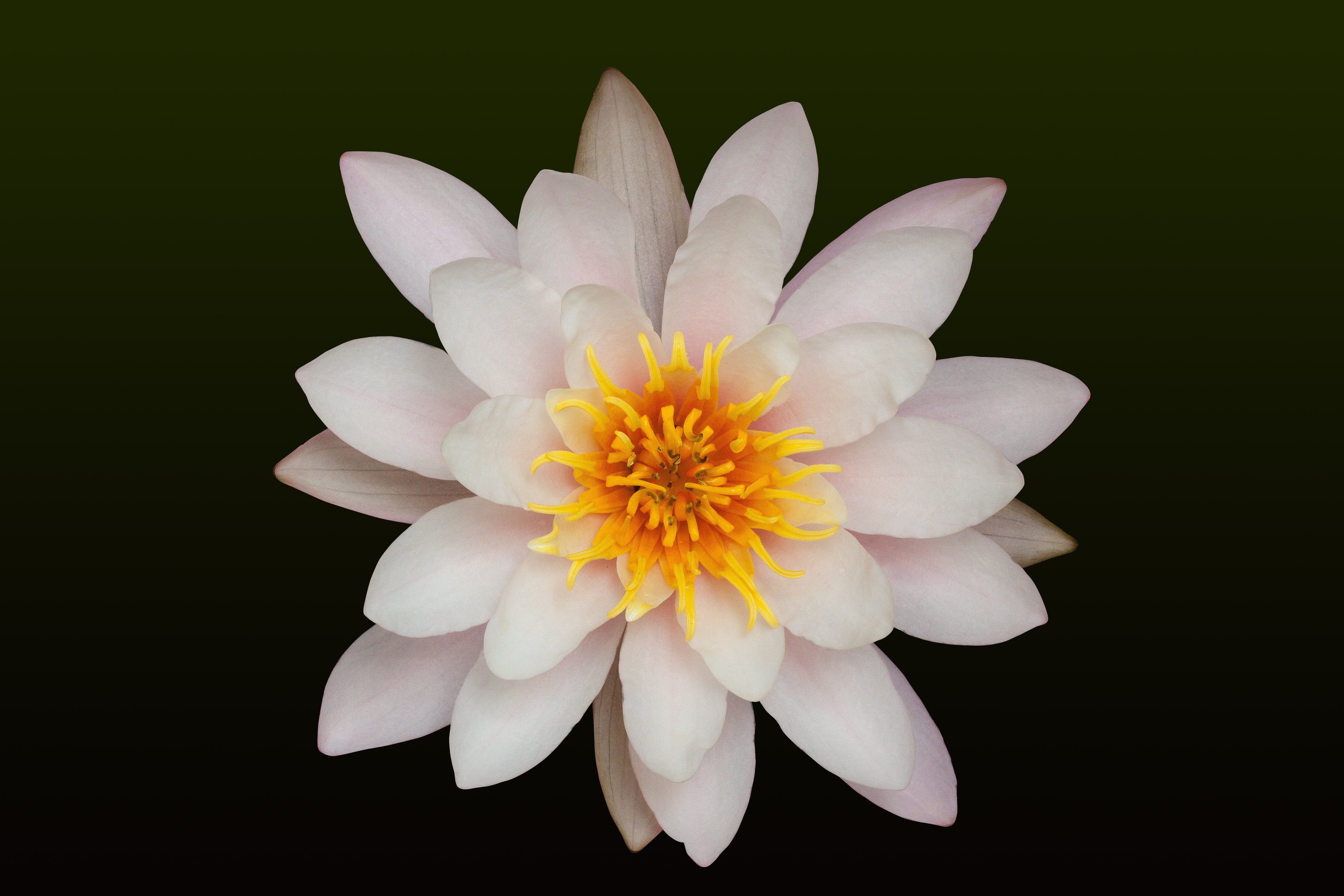nature, no people, soft pink, silent waters, softness, yellow, freshness, aquatic plants, photography, flower, 4K, petals, flowers, close, pond, purity, HD Wallpaper