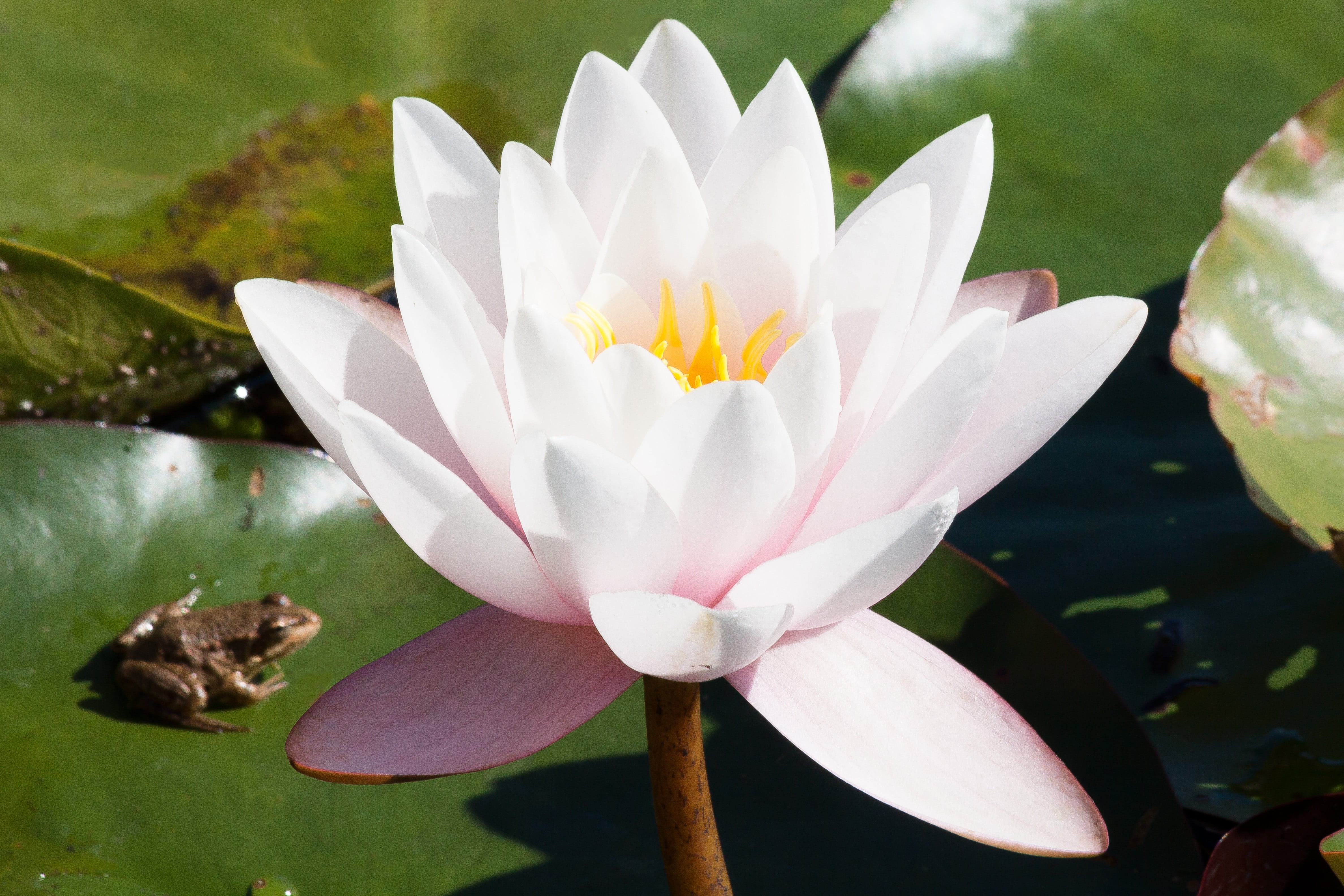 inflorescence, white, flower head, flora, flowers, close-up, lake rose, beauty in nature, lotus water lily, growth, green, water lily, photography, water lilies, HD Wallpaper