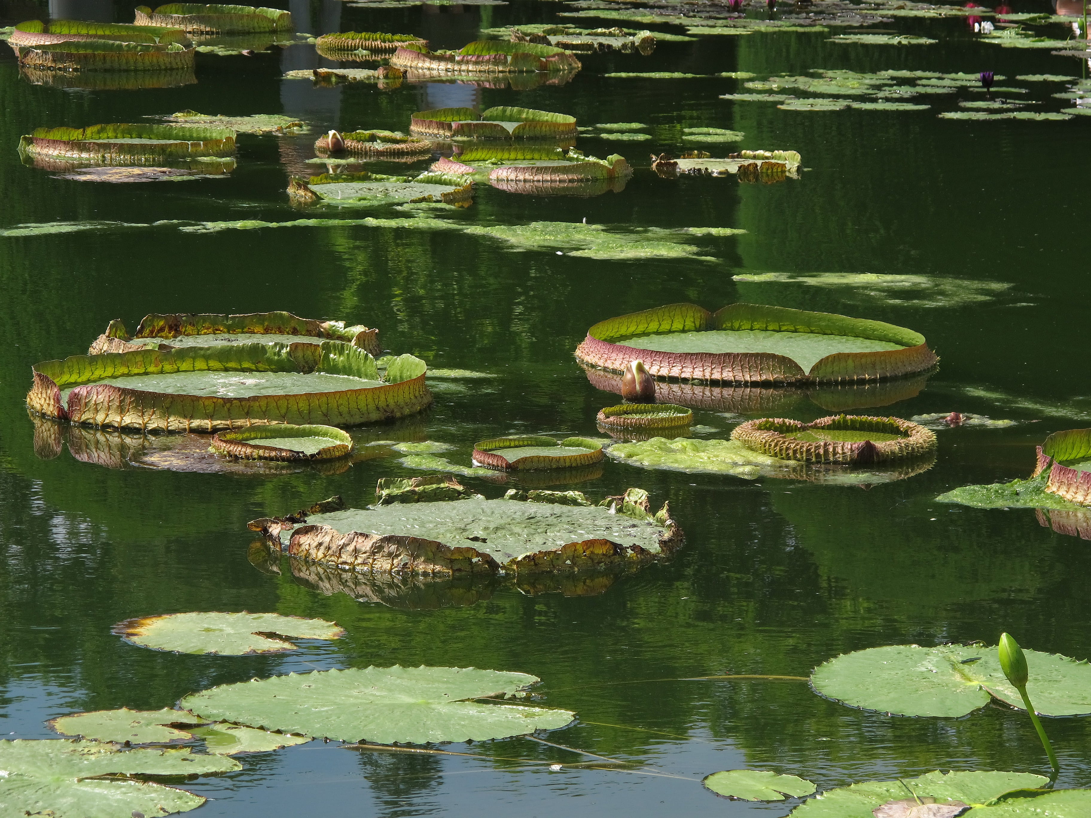 waterfront, tranquility, leaf structure, chlorophyll, beauty in nature, lake, green color, water lily, reptile, giant, growth, nature, day, reflection, HD Wallpaper