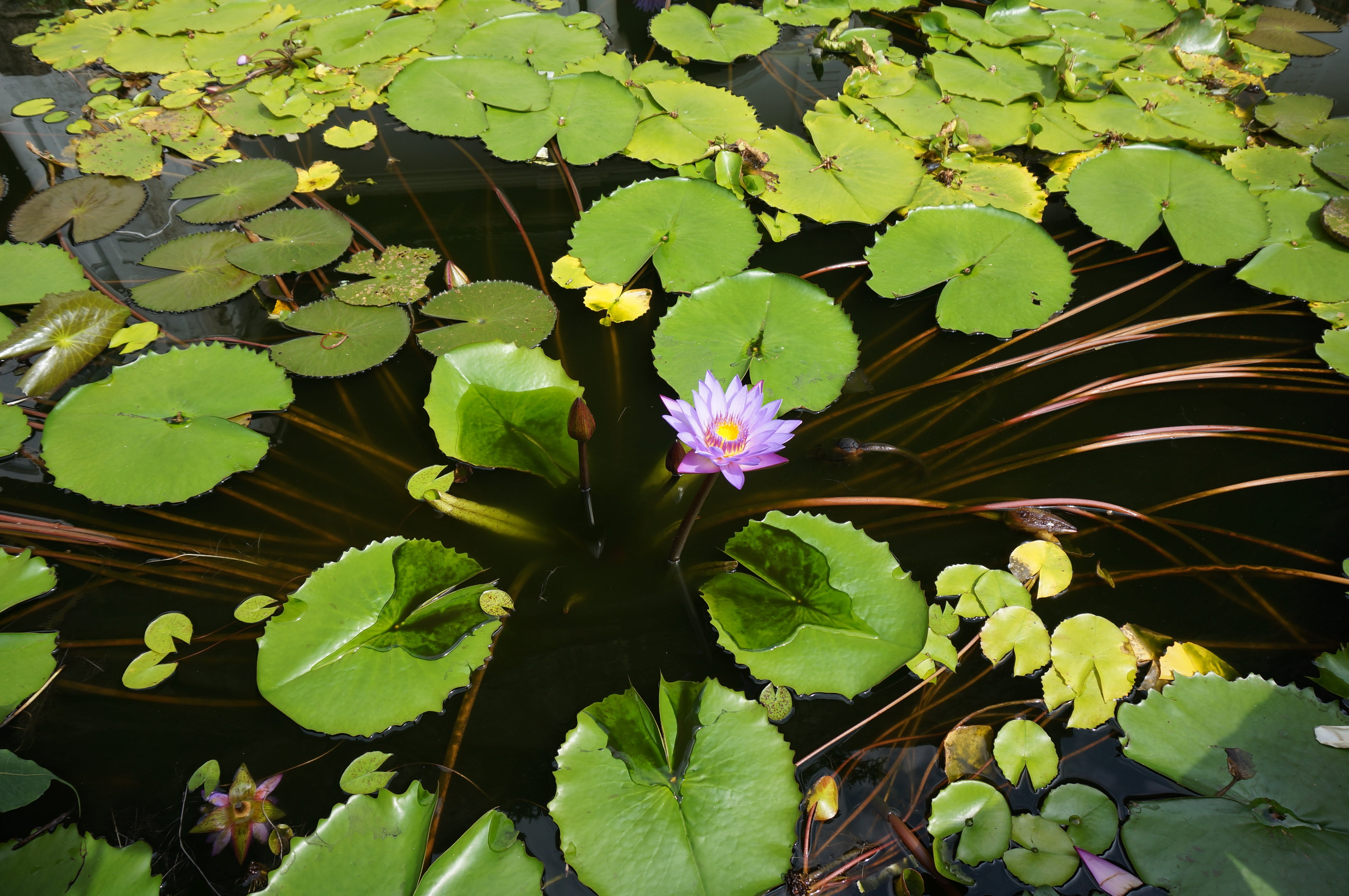 outdoors, oriental, cultural, fragility, water Lily, petal, blossom, tourist, blue water lily, nymphaea nouchali, plant, flower head, freshness, blue, tropical, HD Wallpaper