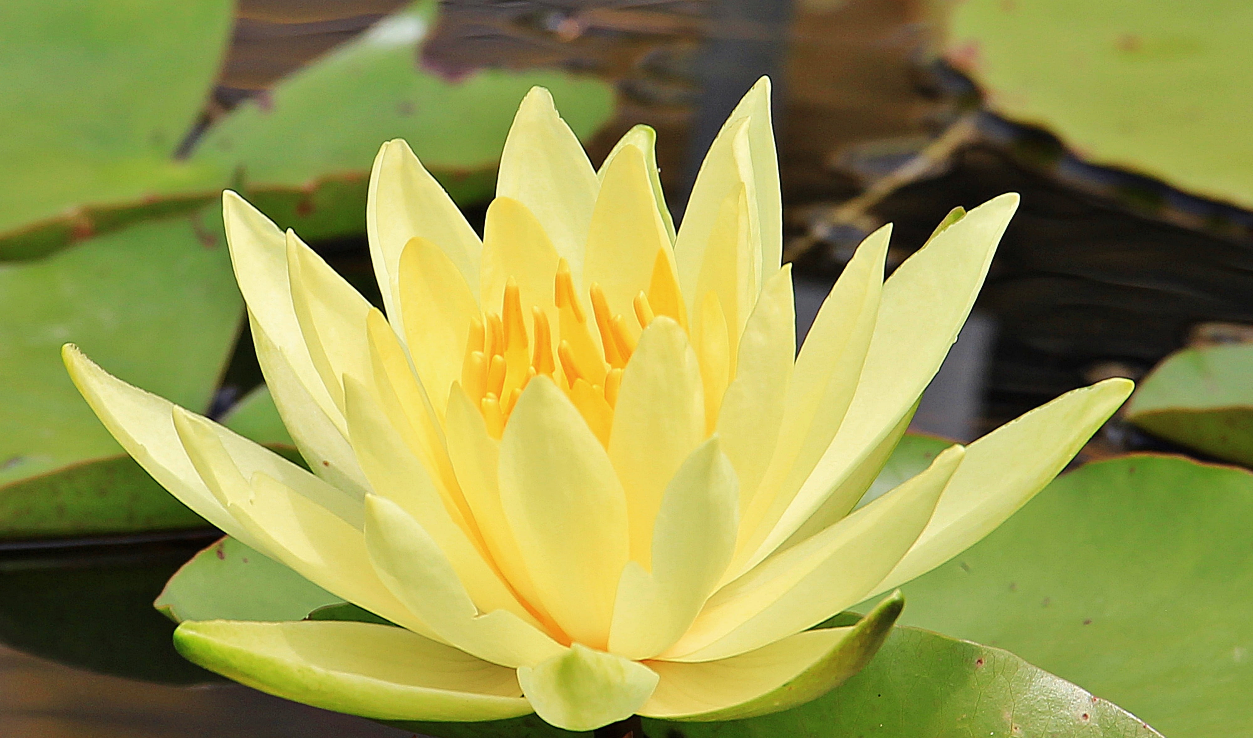background, lake rosengewächs, closeup, nymphaea, inflorescence, garden pond, water lily, freshness, greeting card, fragility, summer, beauty in nature, HD Wallpaper