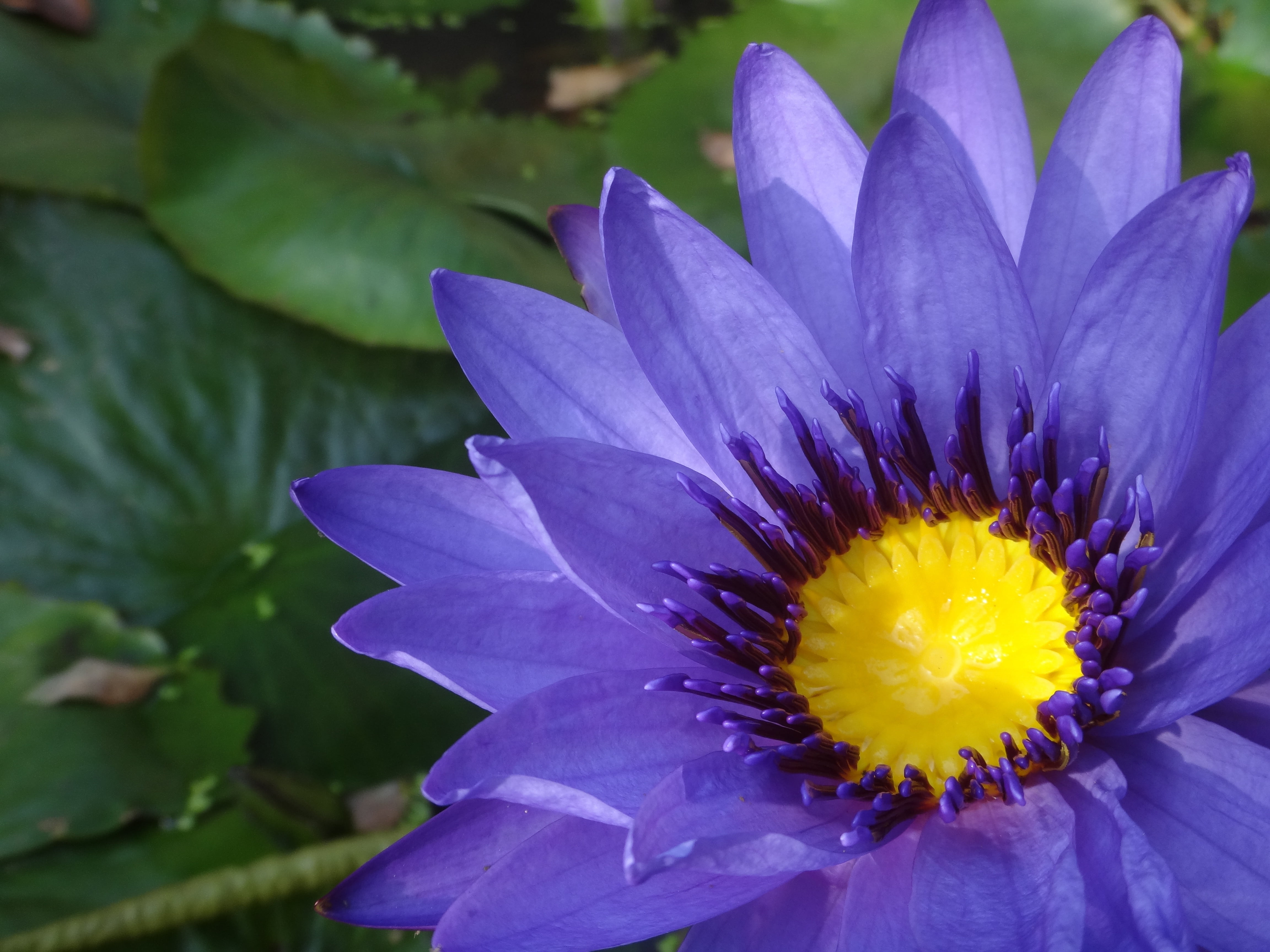 purple nymphaea alba, freshness, beauty in nature, flowering plant, lotus, growth, purple, close-up, clear cleansing, nature, 4K, flower, yellow, pollen, HD Wallpaper