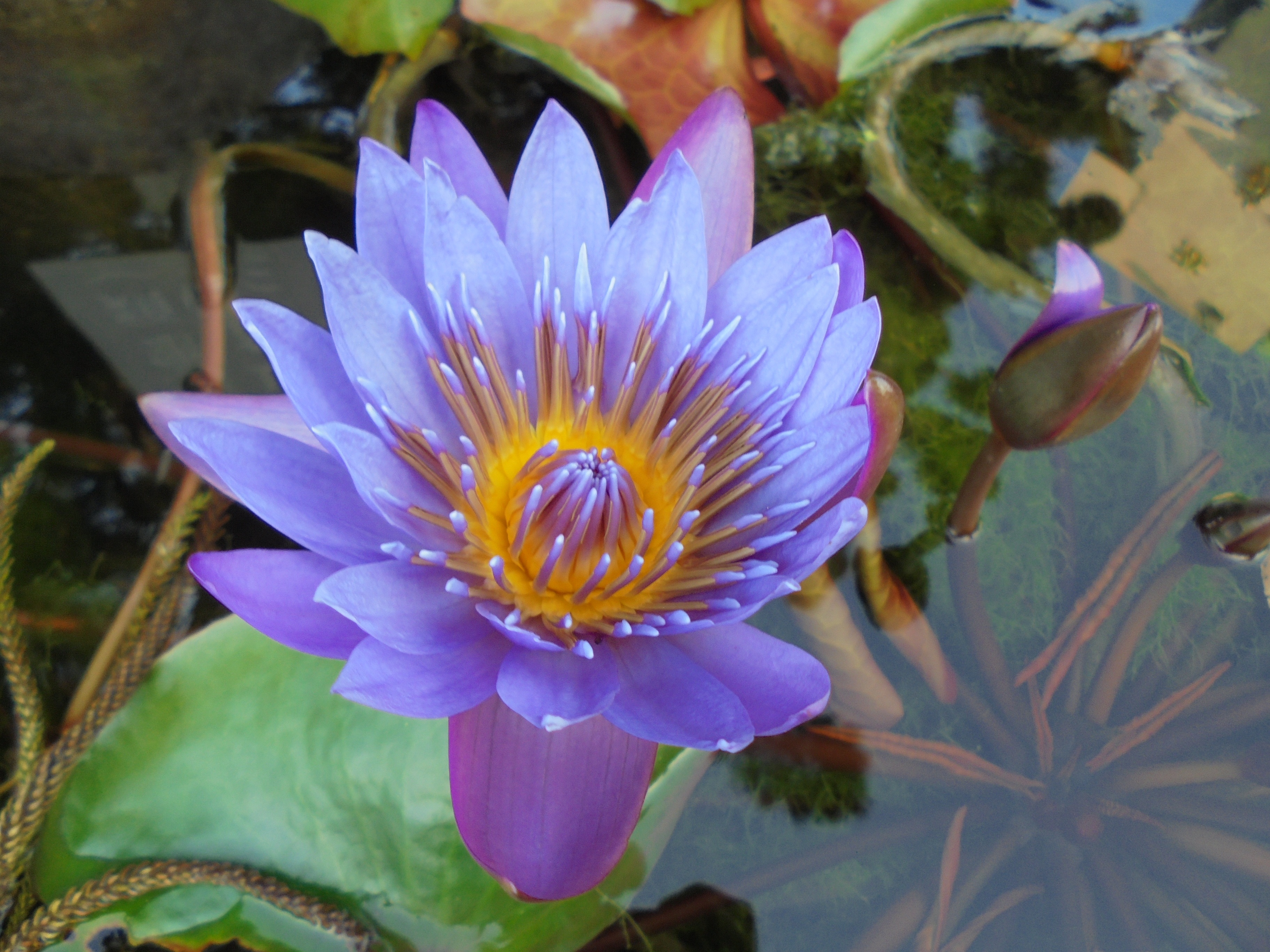 lotus, leaf, freshness, flower head, pond, plant part, lotus water lily, pollen, floating on water, fragility, vulnerability, beauty in nature, nymphaea alba, HD Wallpaper