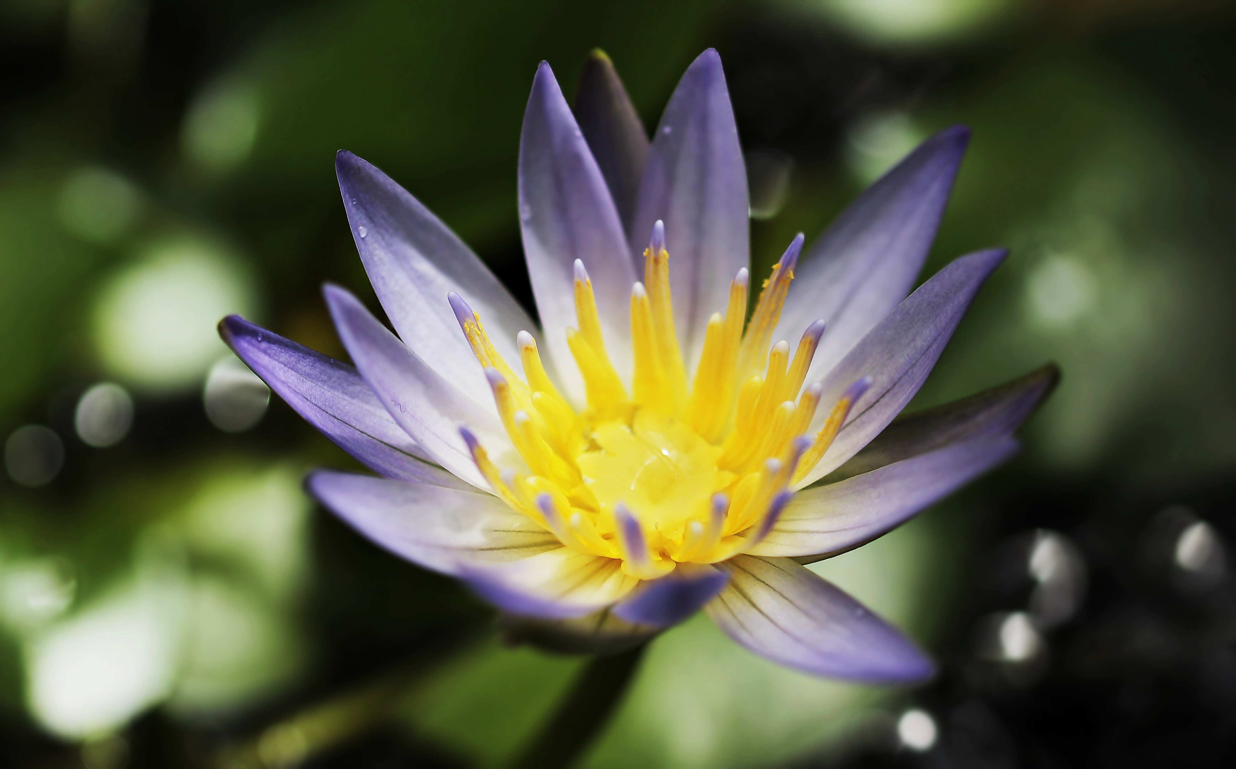 freshness, petaled, blossom, small, flower, lake rosengewächs, pond flower, purple lily, mini, garden pond, purple flower, bloom, beauty in nature, nuphar lutea, HD Wallpaper