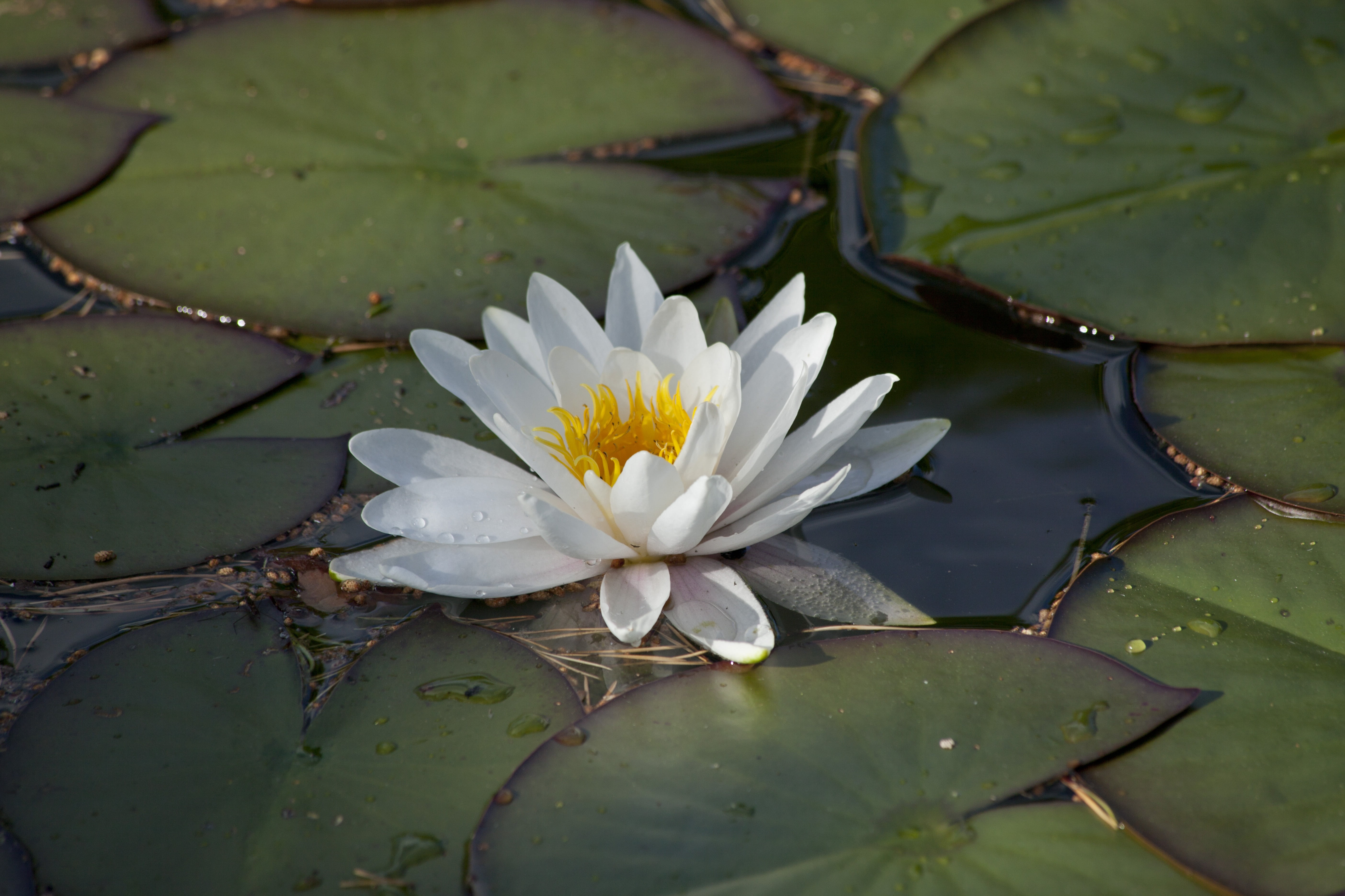 lotus water lily, beauty in nature, flower, freshness, leaf, 5K, waterlily, nymphaea alba, petal, pond, plant part, water plant, flowering plant, pollen, HD Wallpaper