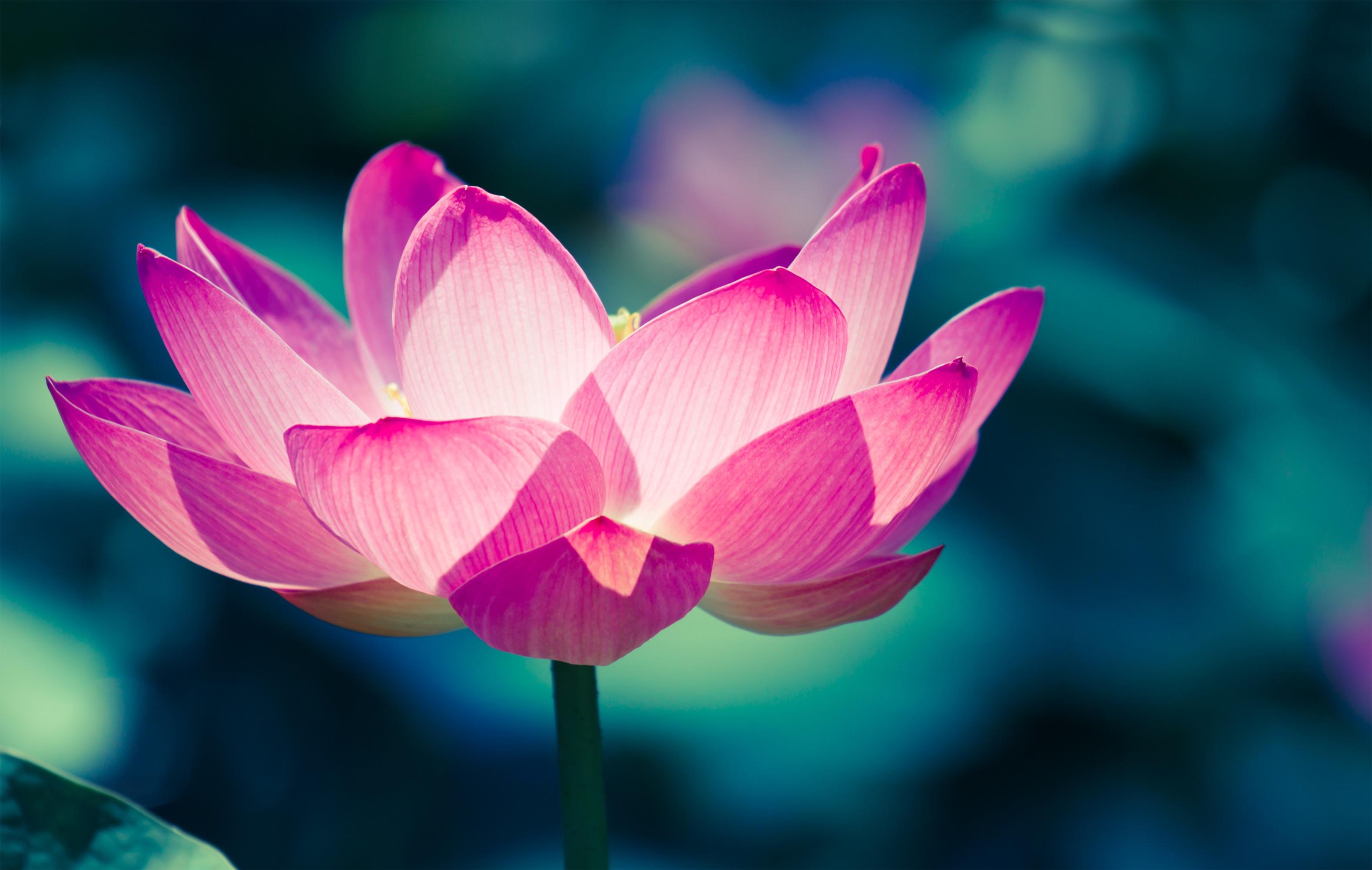 Water lily, 2K, Lotus flower, Pink, HD Wallpaper