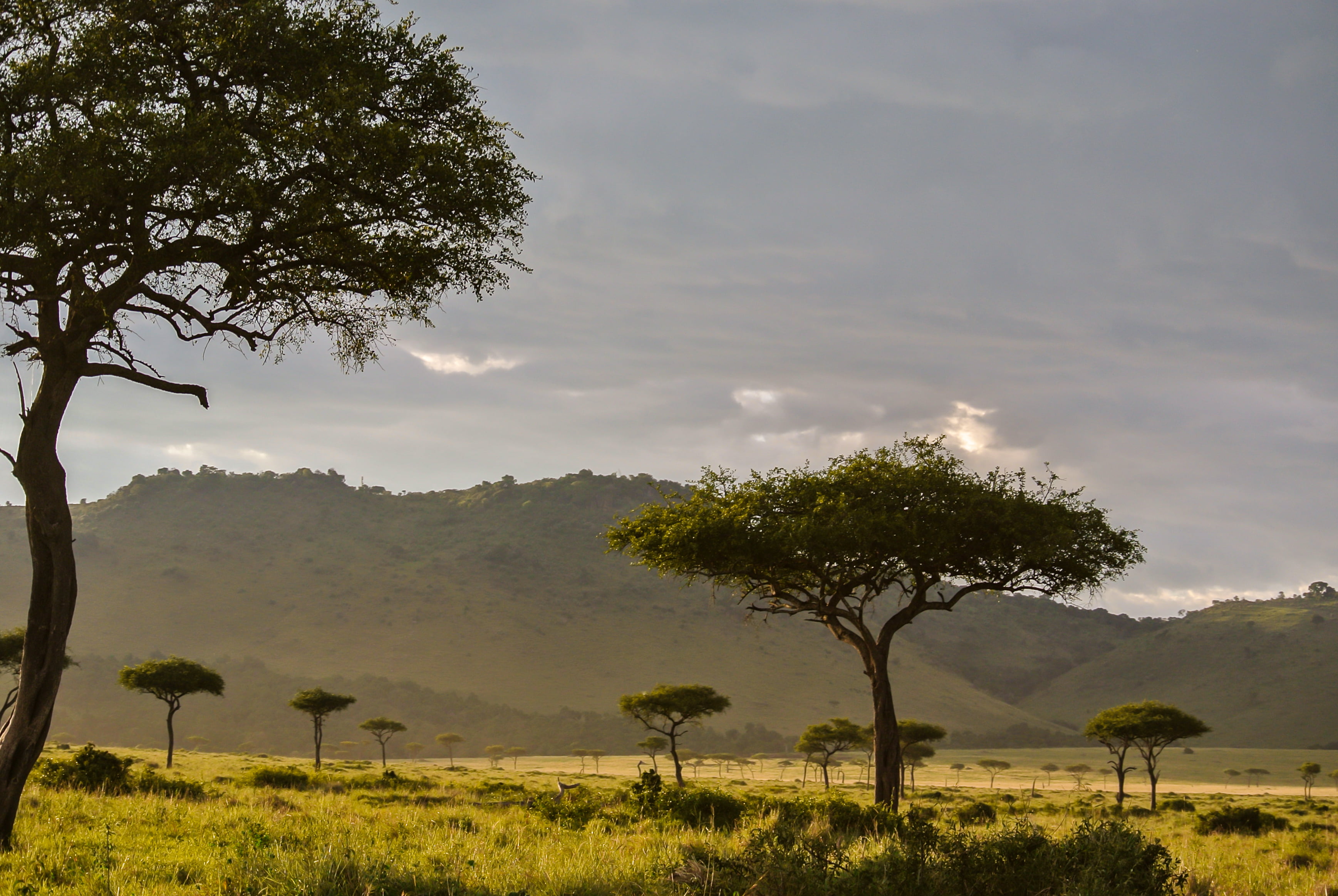 land, landscape photography, africa, nikon 1  j1, outdoors, nature, landscape, masai mara, grass land, tree, daytime, 2K, mountain, photography, trees, HD Wallpaper