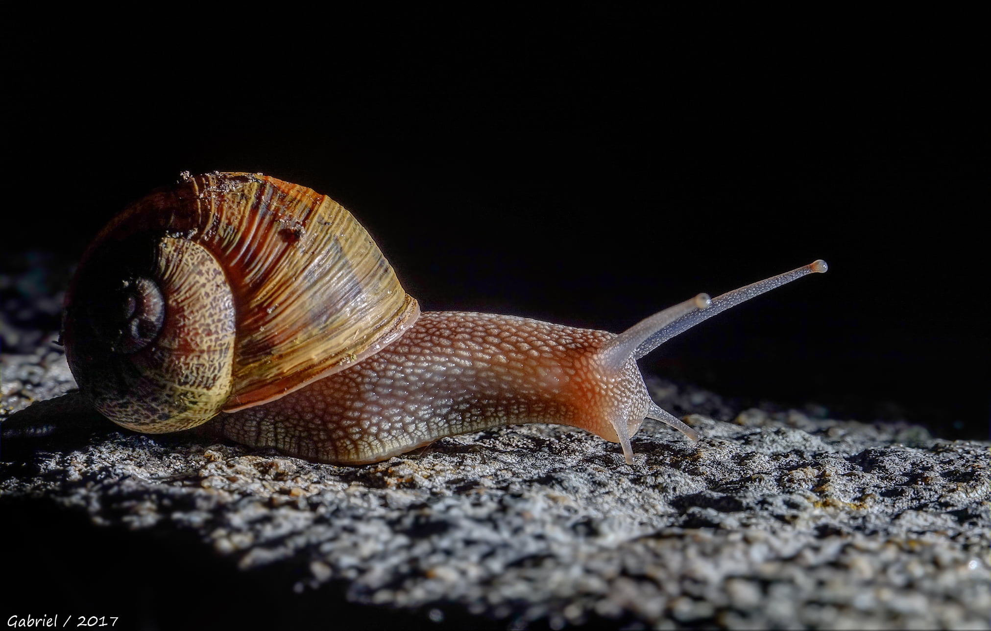 crawling, brown, slimy, 1080P, yellow, macro, Sony RX10, III, Sony DSC, caracoles, animals, nature, mollusk, M3, DSC-RX10, animal, snail, close-up, slow, HD Wallpaper