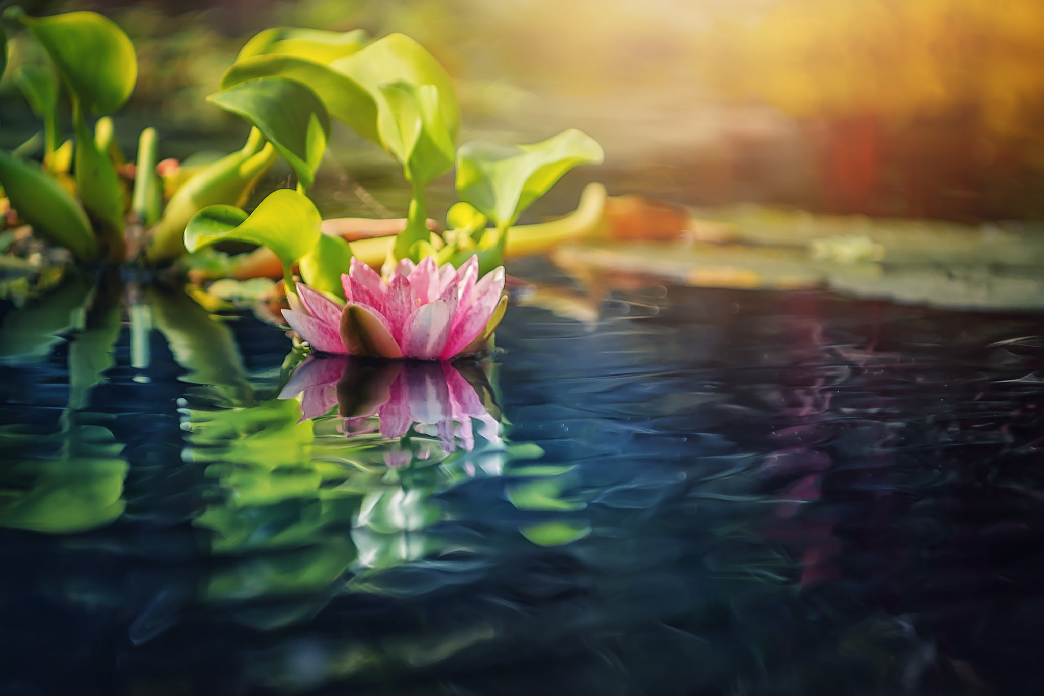 plants, water lilies, 1080P, water, flowers, HD Wallpaper