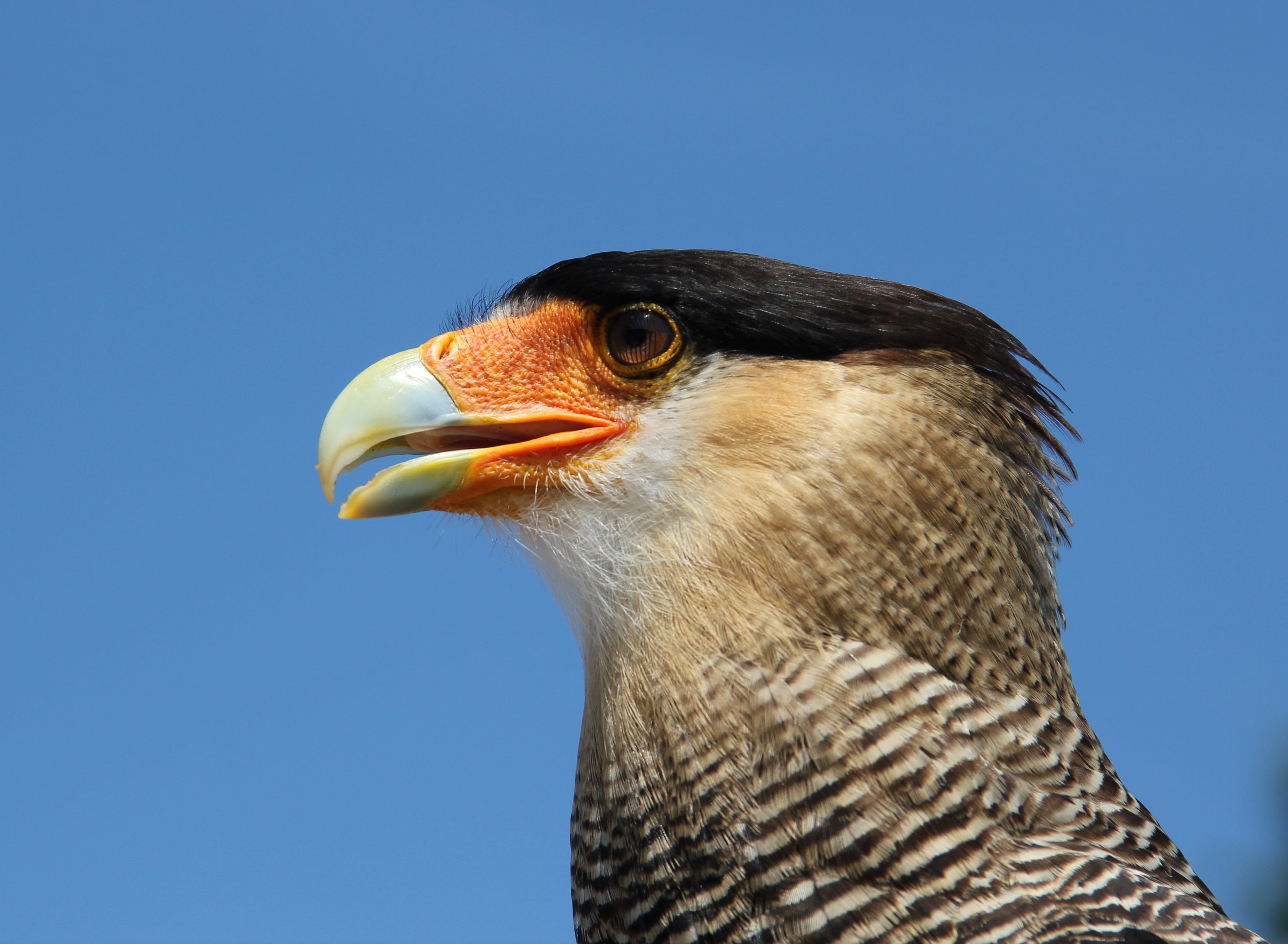 looking away, clear sky, scavengers, vulture hawk, bird of prey, one animal, beak, animal body part, sky, tropical birds, animal wildlife, caracara, blue, HD Wallpaper