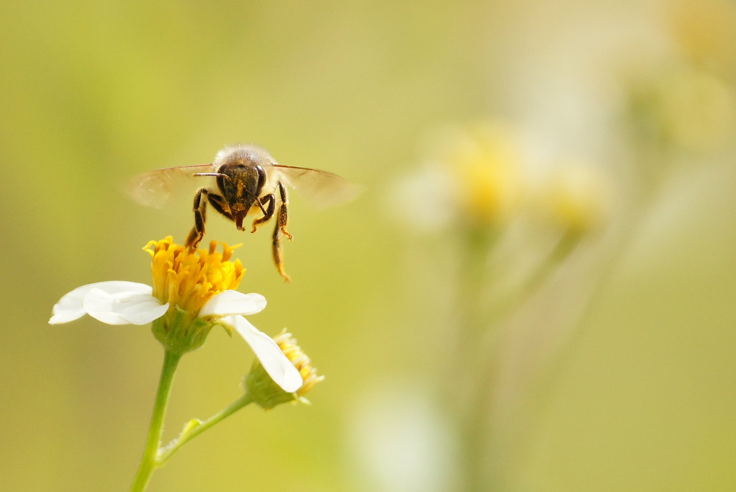 yellow, flight, bee, plant, macro, pollinator, in flight, pollination, animal, pollen, 1080P, Florida, central florida, selective focus, photography, summer, HD Wallpaper