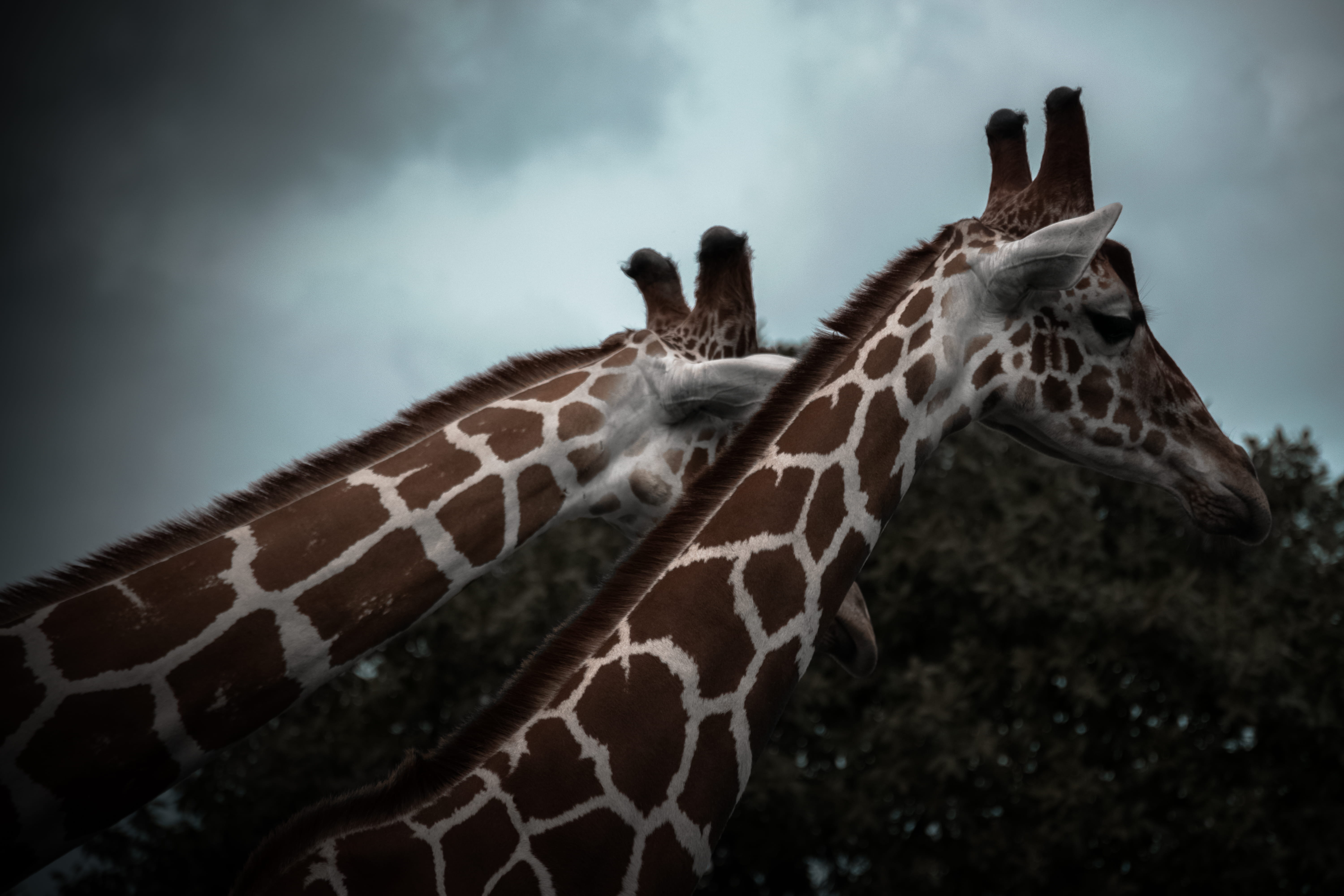 day, animals, animal head, animals in the wild, low angle view, cold, animal neck, animal wildlife, close-up, 5K, cloud - sky, vertebrate, outside, herbivorous, HD Wallpaper