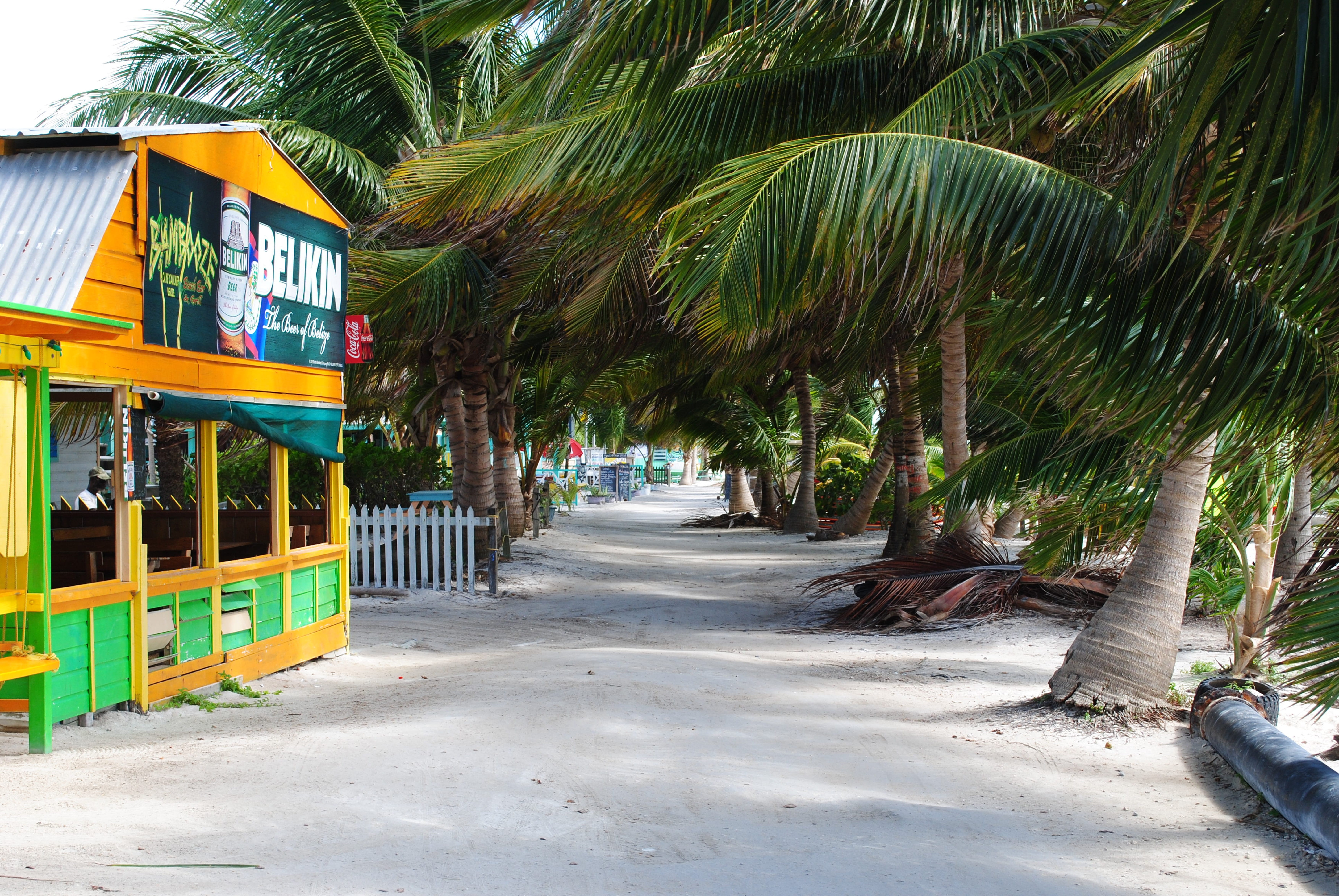 growth, miami Beach, treelined, belize, tropical Climate, no people, travel, day, 5K, nature, sea, south Beach, palm Tree, Caulker, vacations, Cay, miami, HD Wallpaper