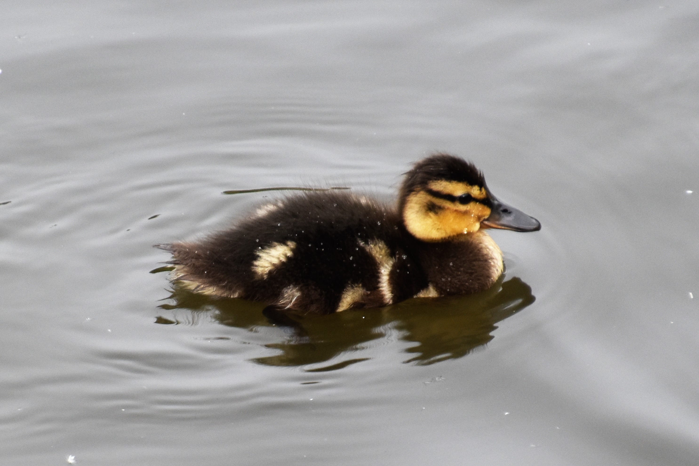 outdoors, nature, brown, duckling, small, water, animals In The Wild, swimming, animal themes, feathers, white, pond, poultry, yellow, animal, vertebrate, HD Wallpaper