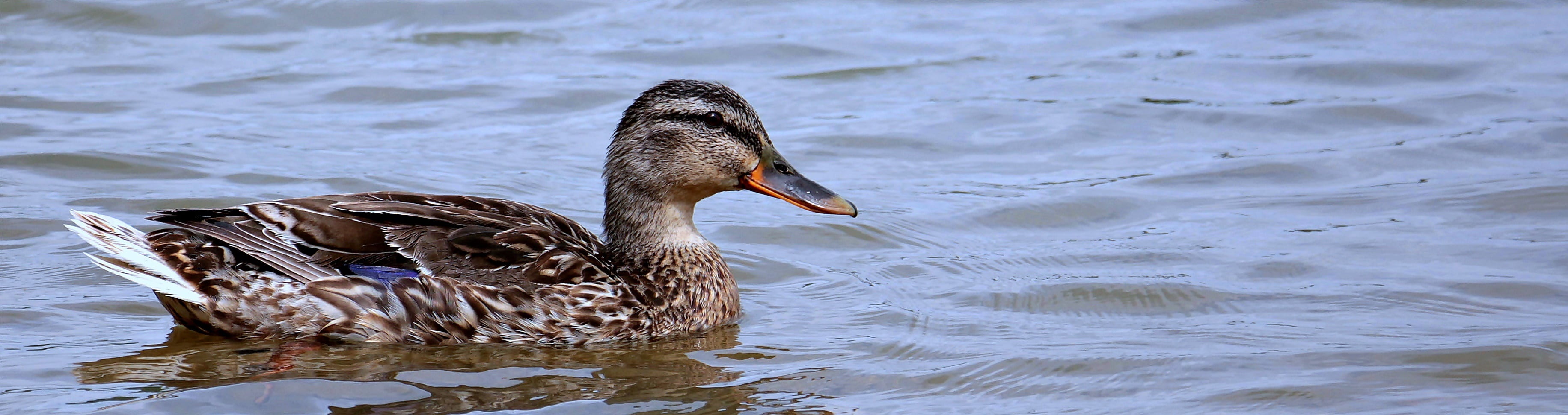 outdoors, duck, freshwater bird, beak, poultry, animals in the wild, side view, bird, pond, background image, wildlife photography, swimming Animal, waters, HD Wallpaper